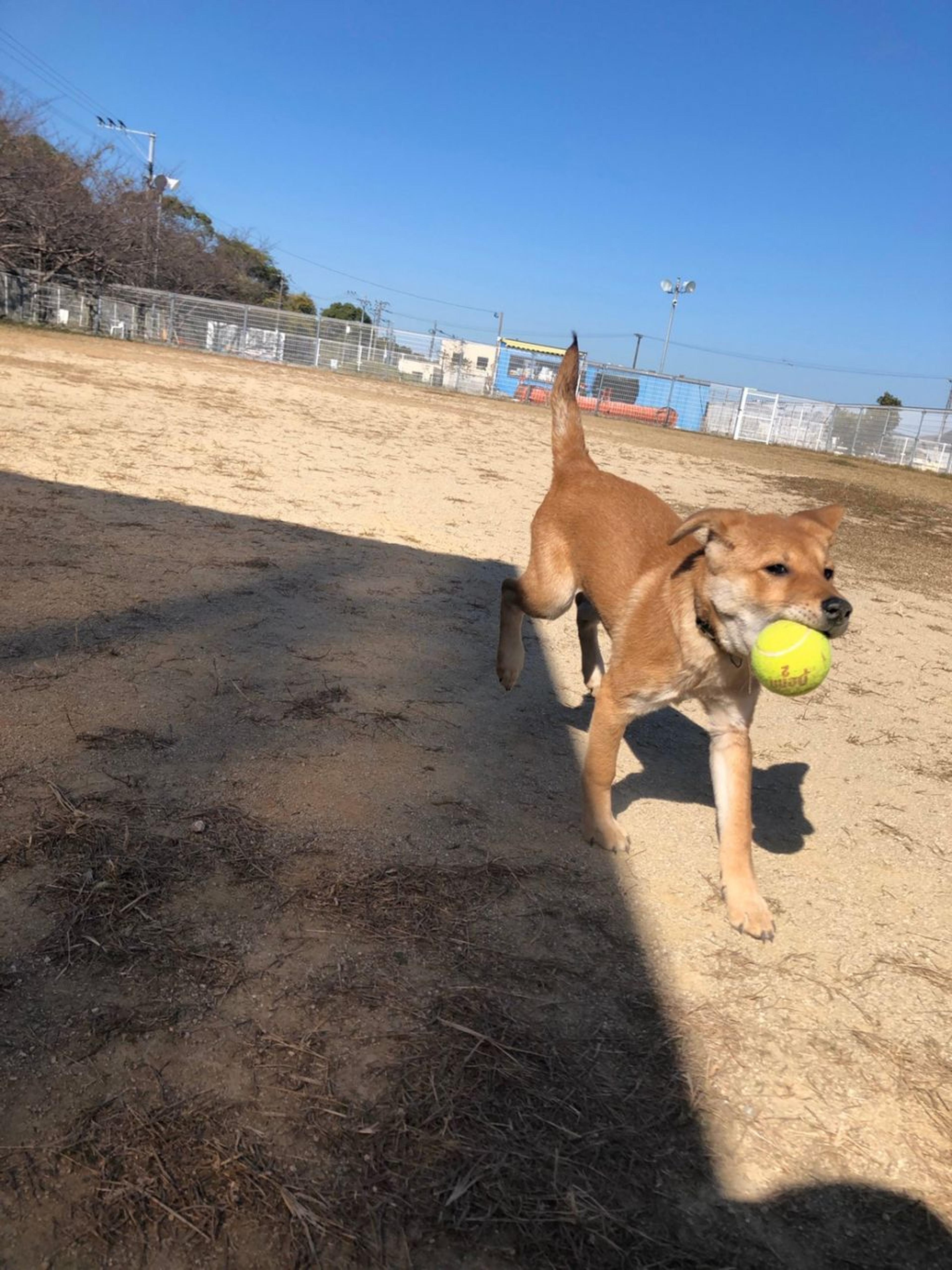 pet-image-4