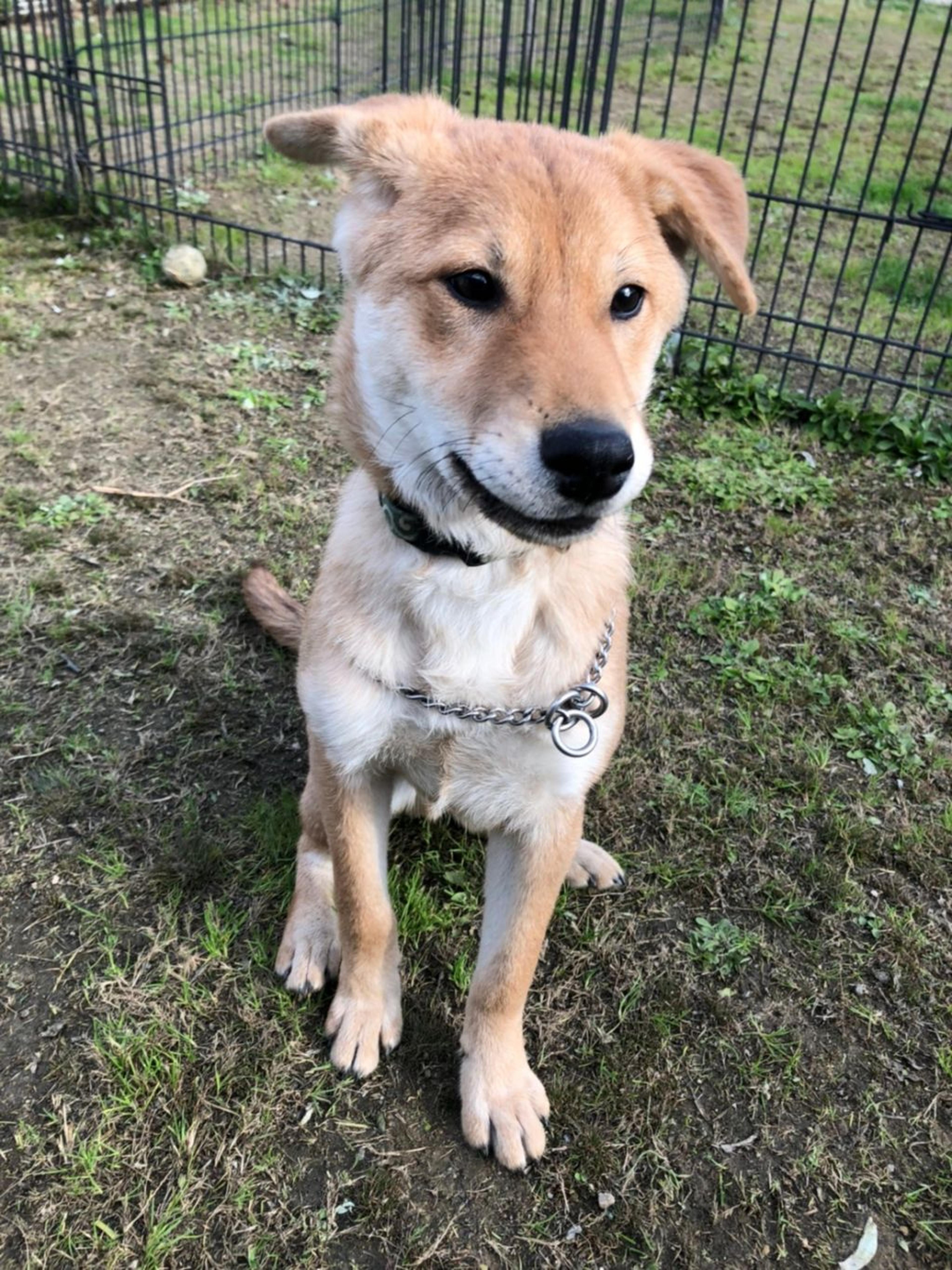 pet-image-2