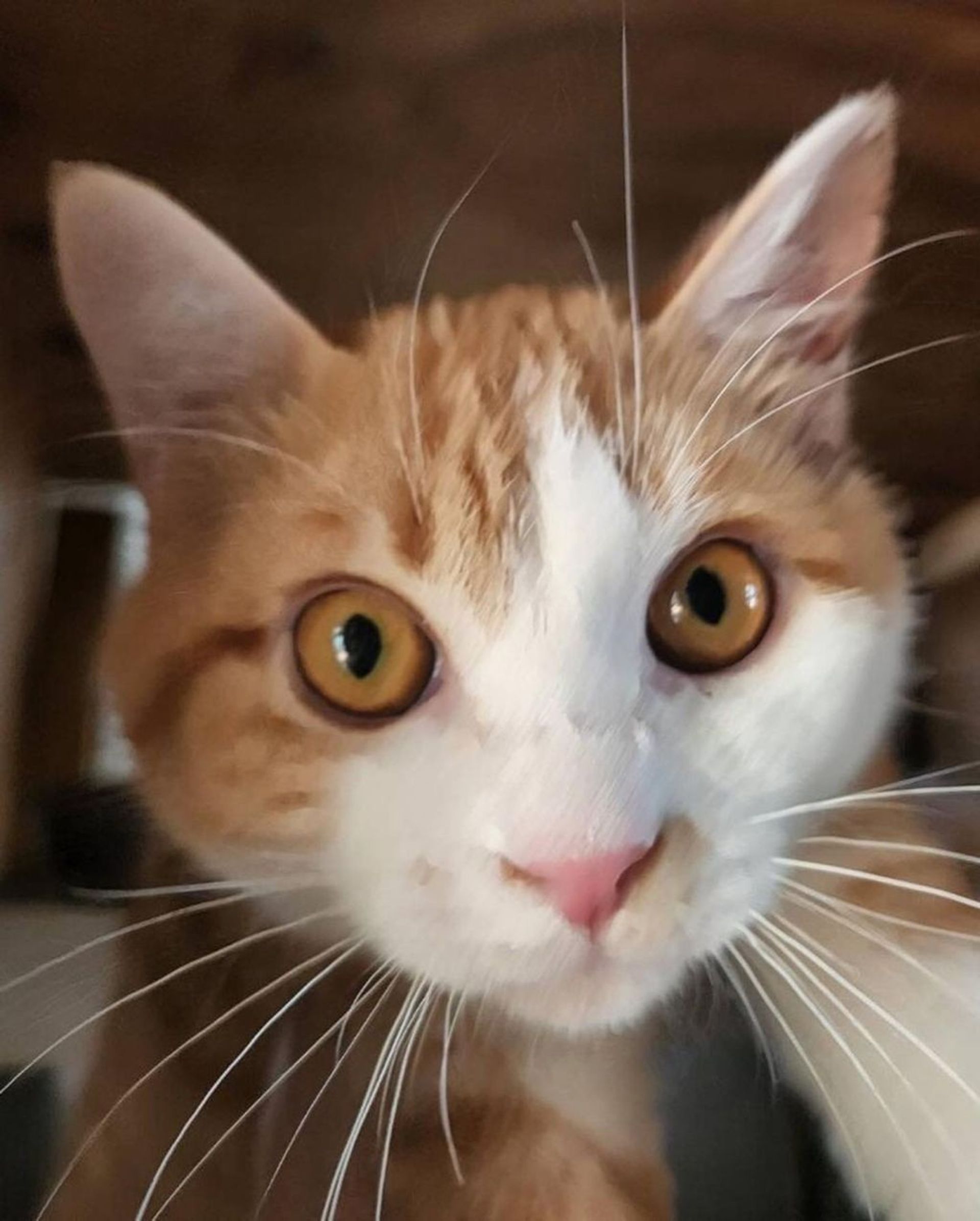 雑種（ミックス猫）・オスの里親募集の写真