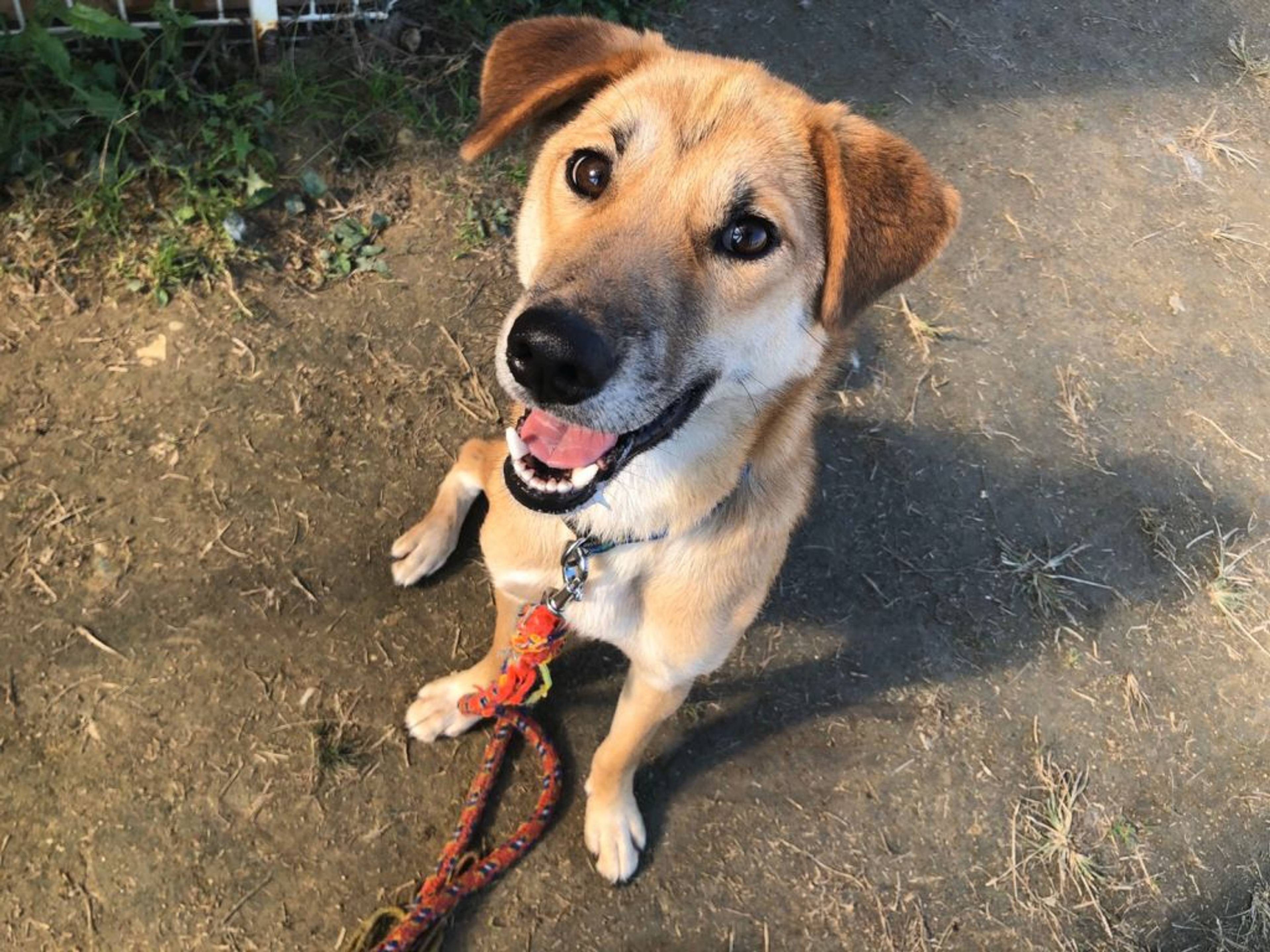 雑種（ミックス犬）・オスの里親募集の写真