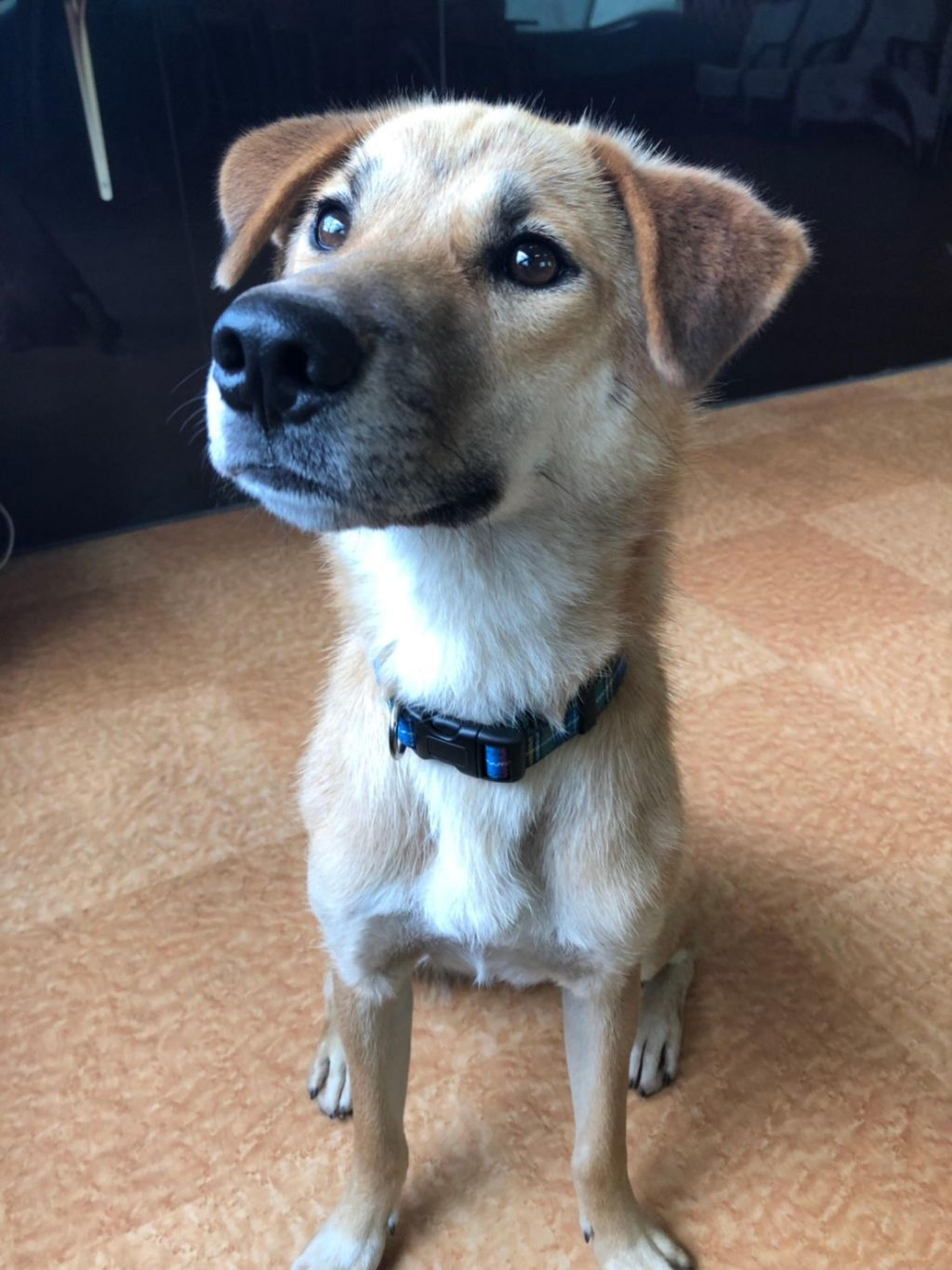 pet-image-2