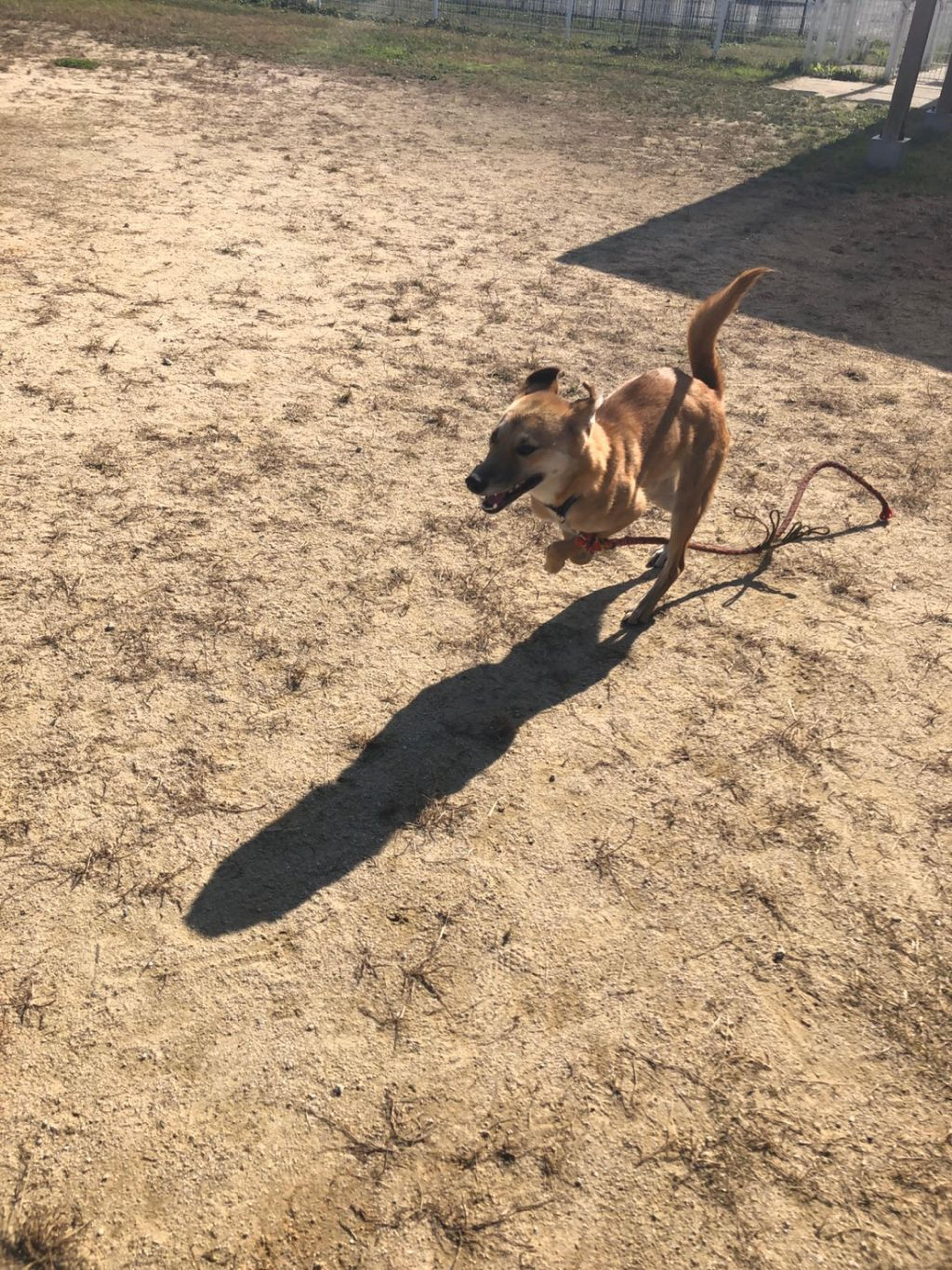pet-image-3