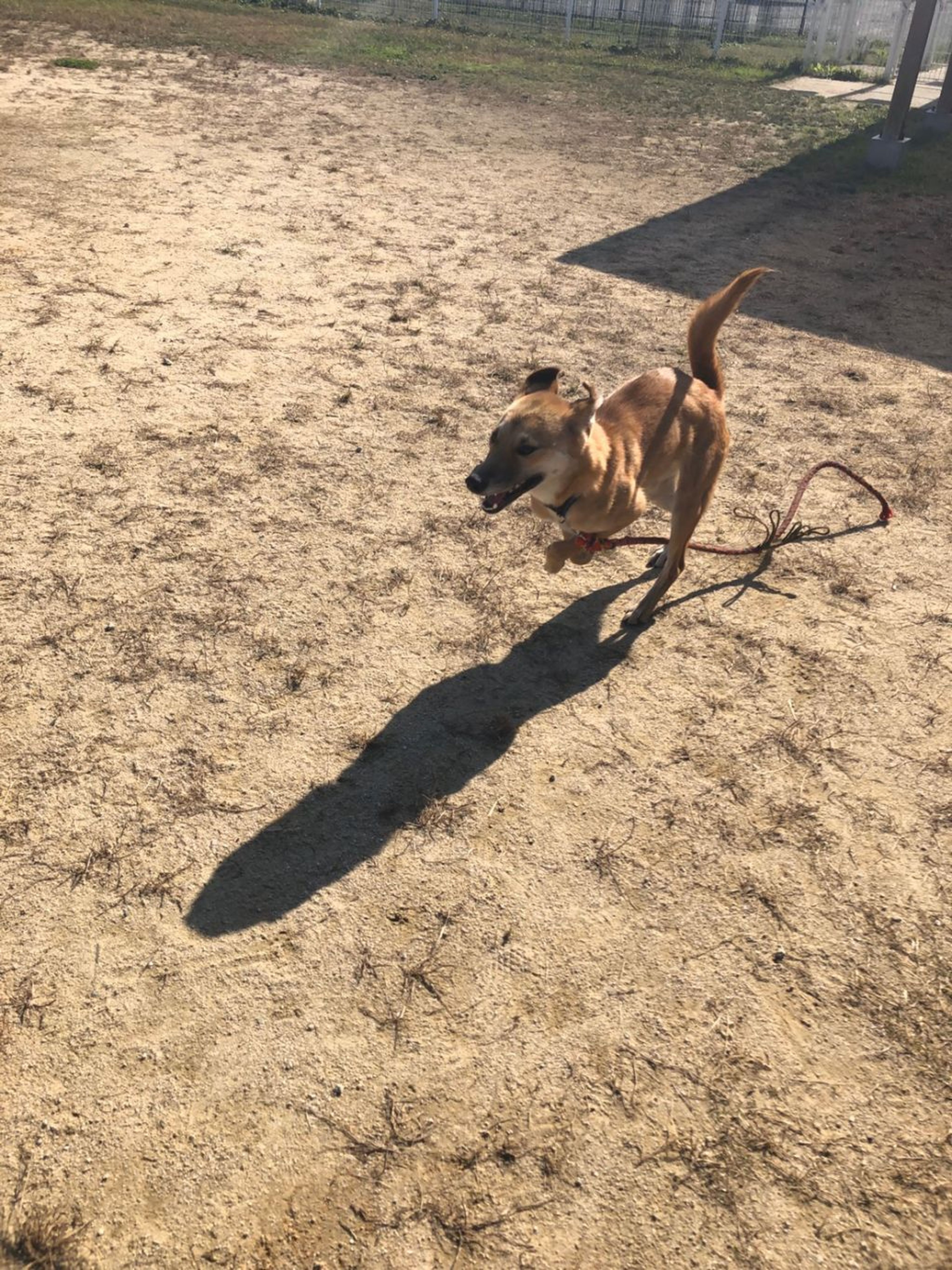 pet-image-3