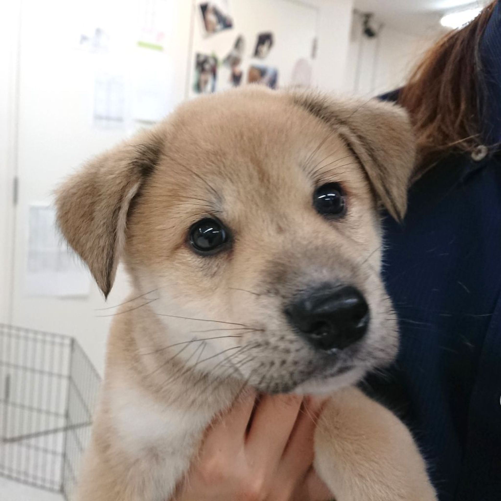 雑種（ミックス犬）・オスの里親募集の写真
