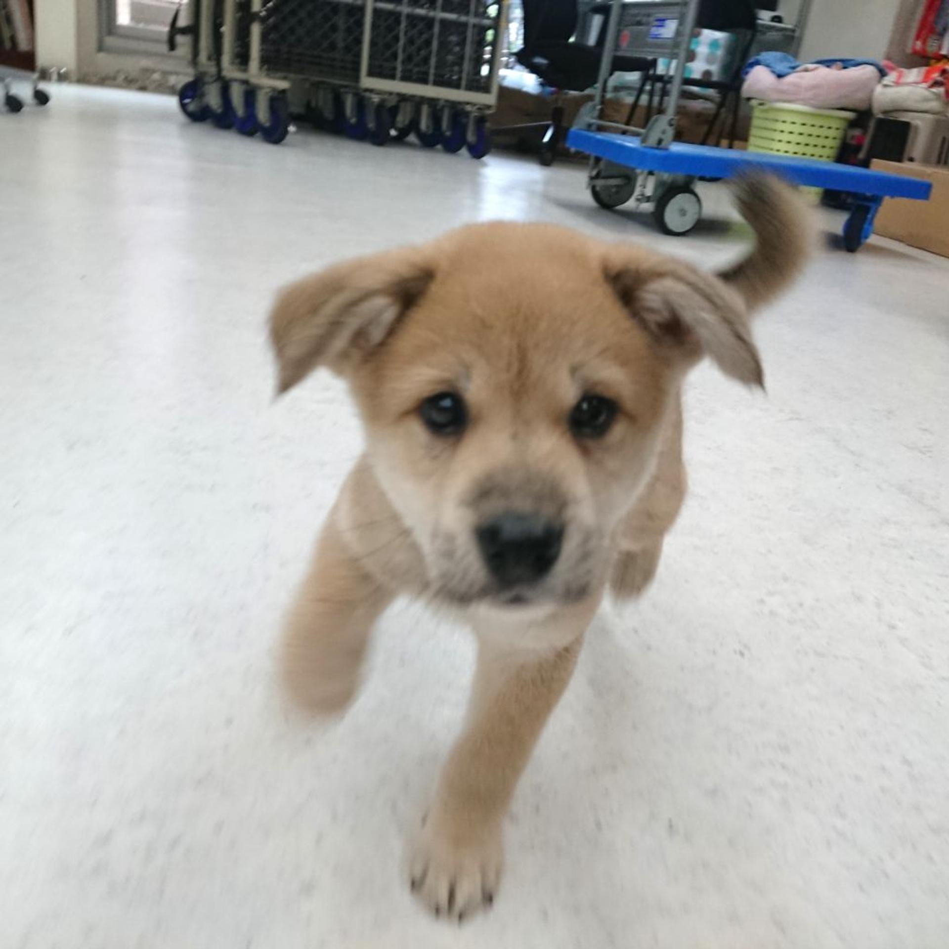 pet-image-3