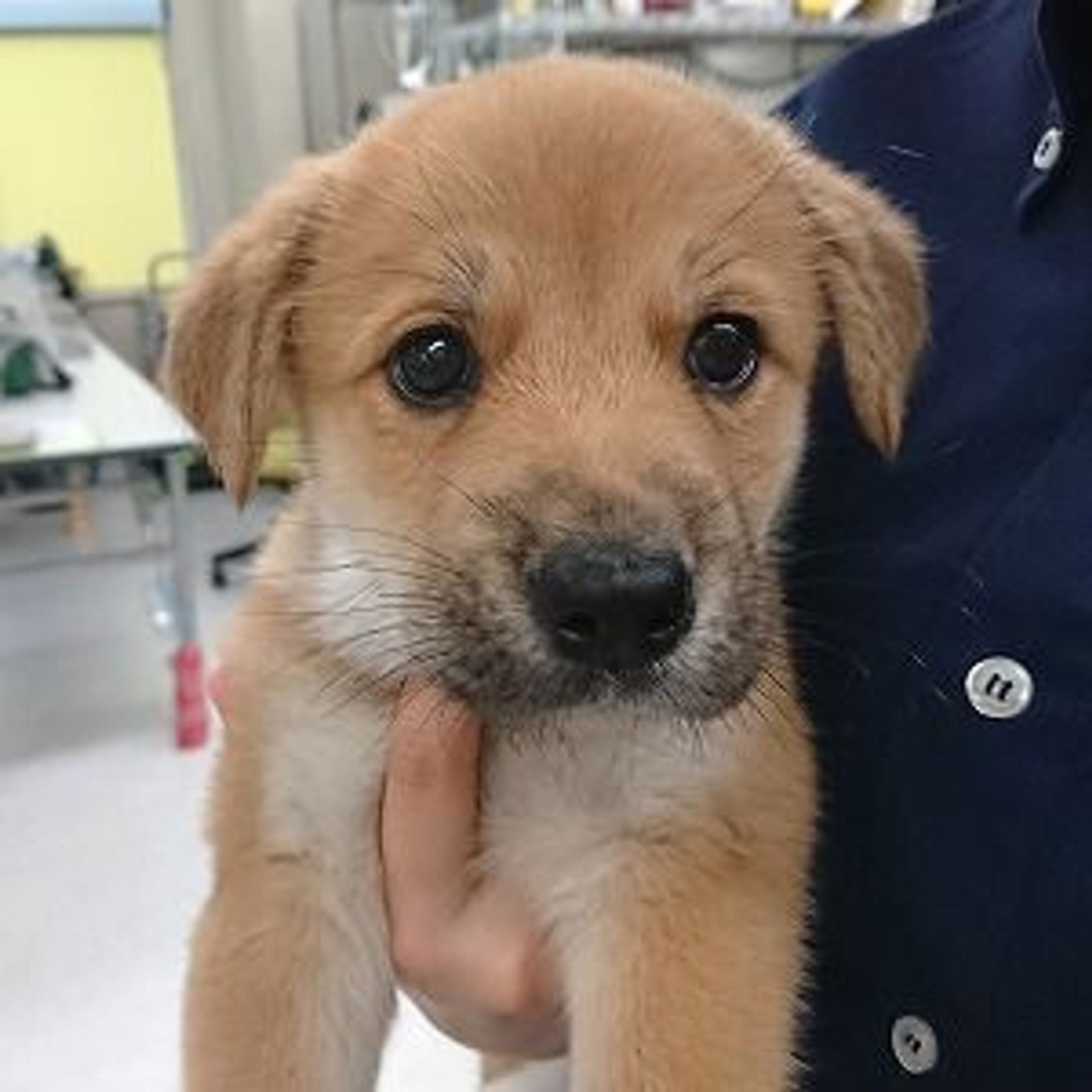 雑種（ミックス犬）・オスの里親募集の写真