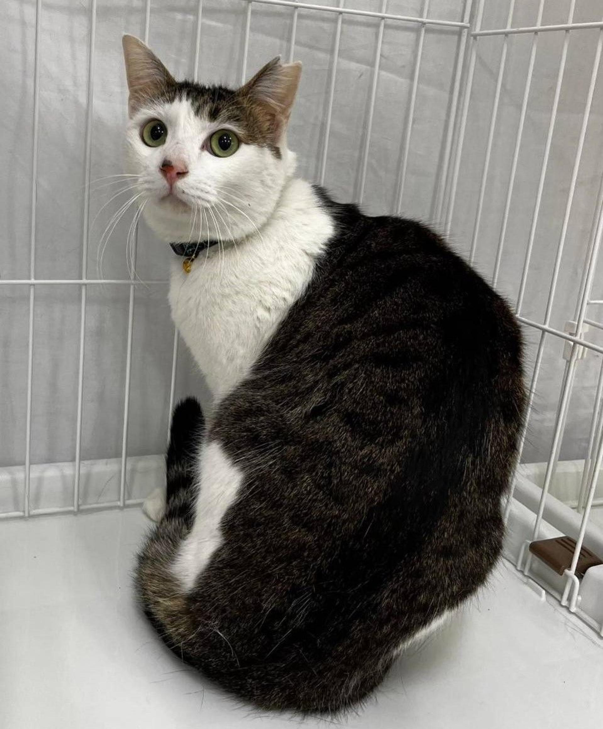 pet-image-9