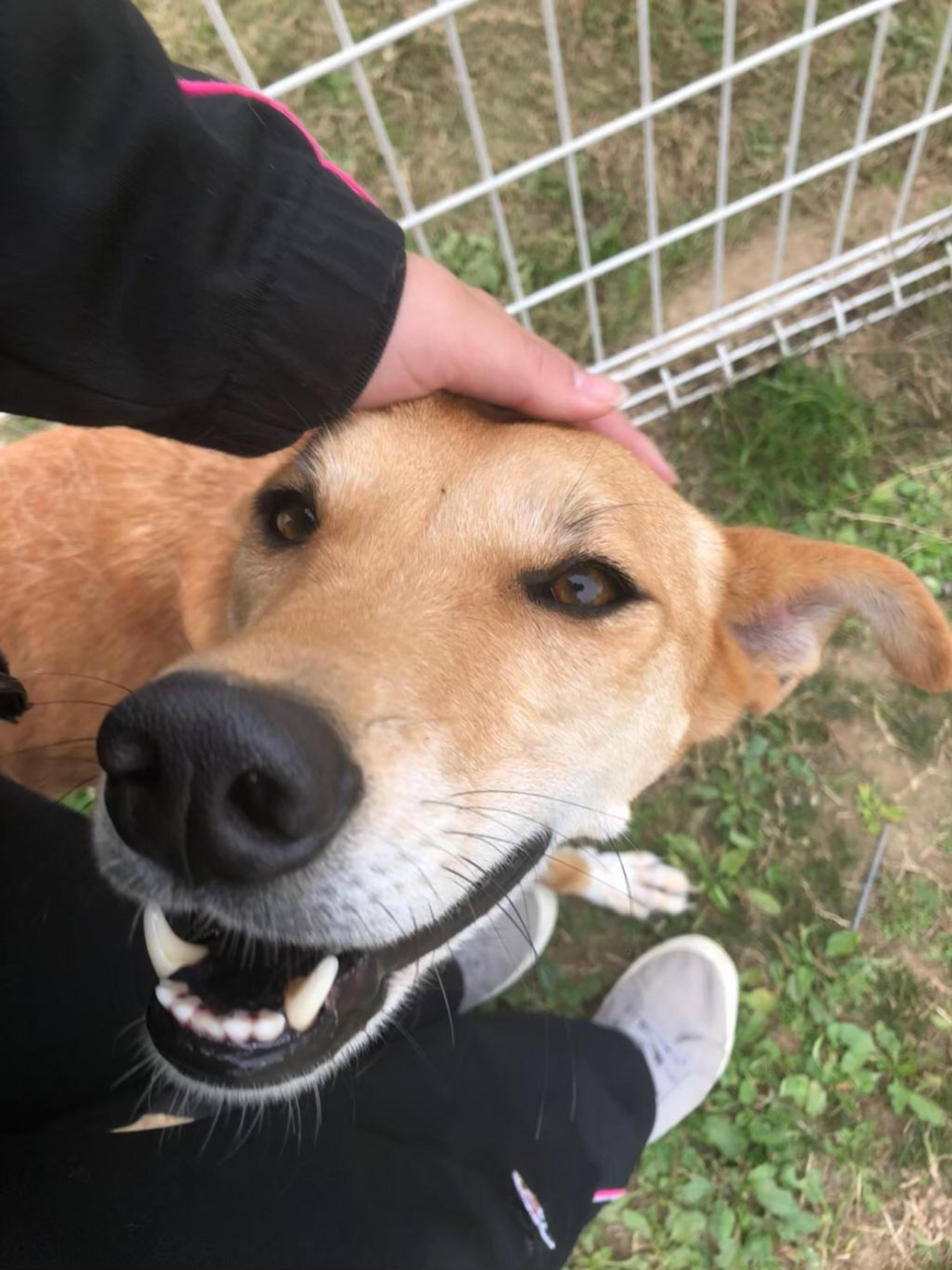 pet-image-3