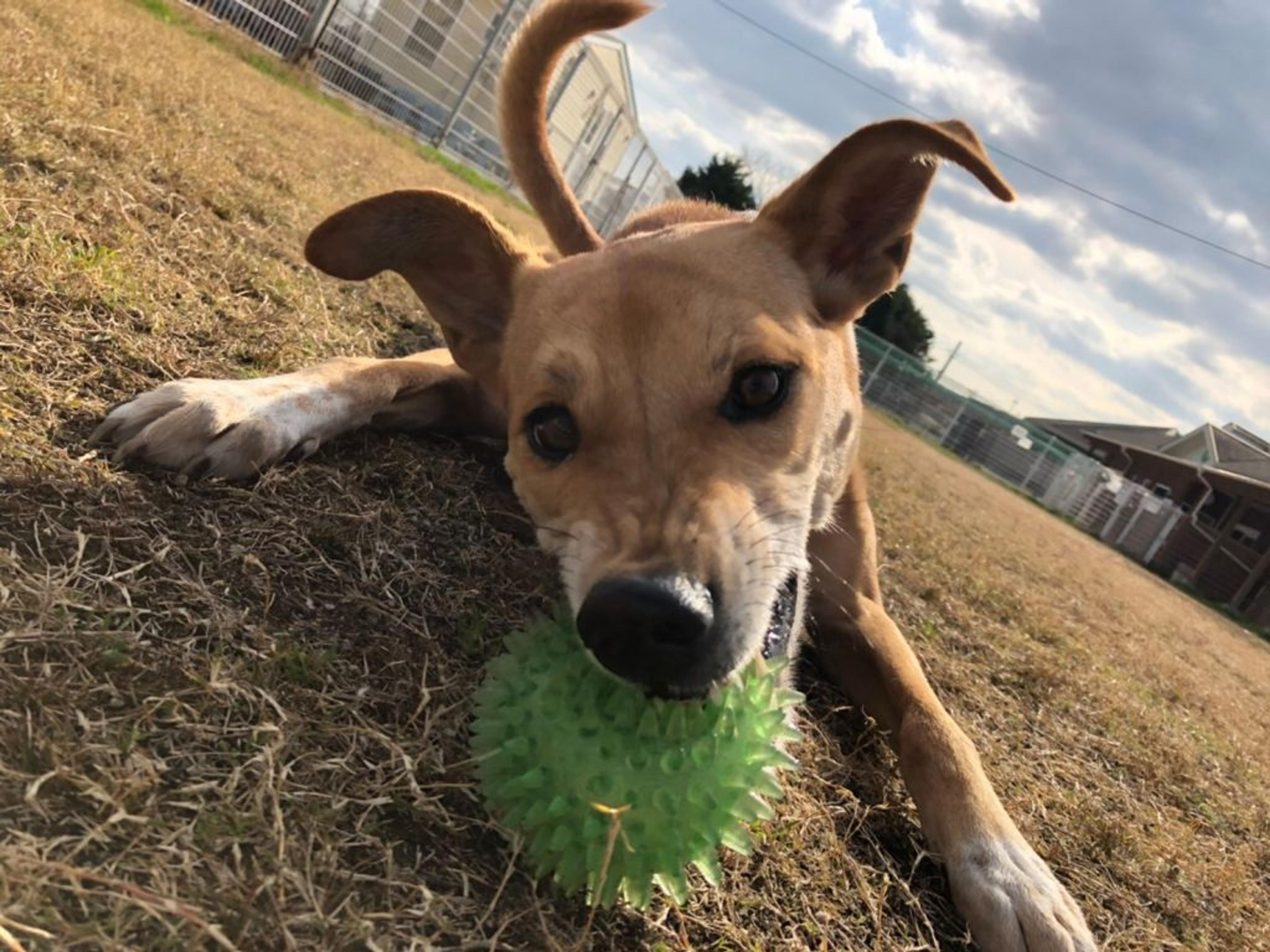 pet-image-5