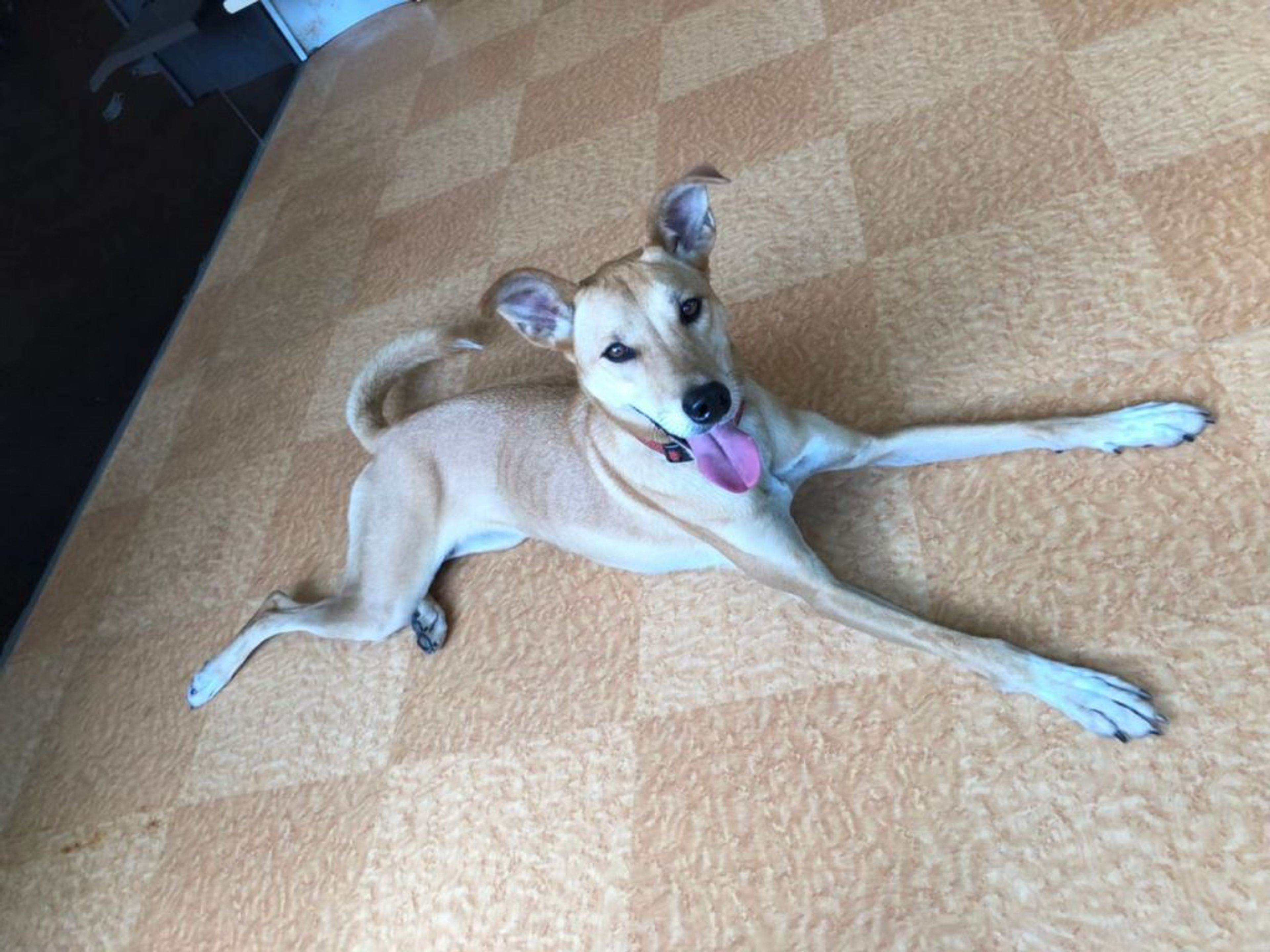 pet-image-6
