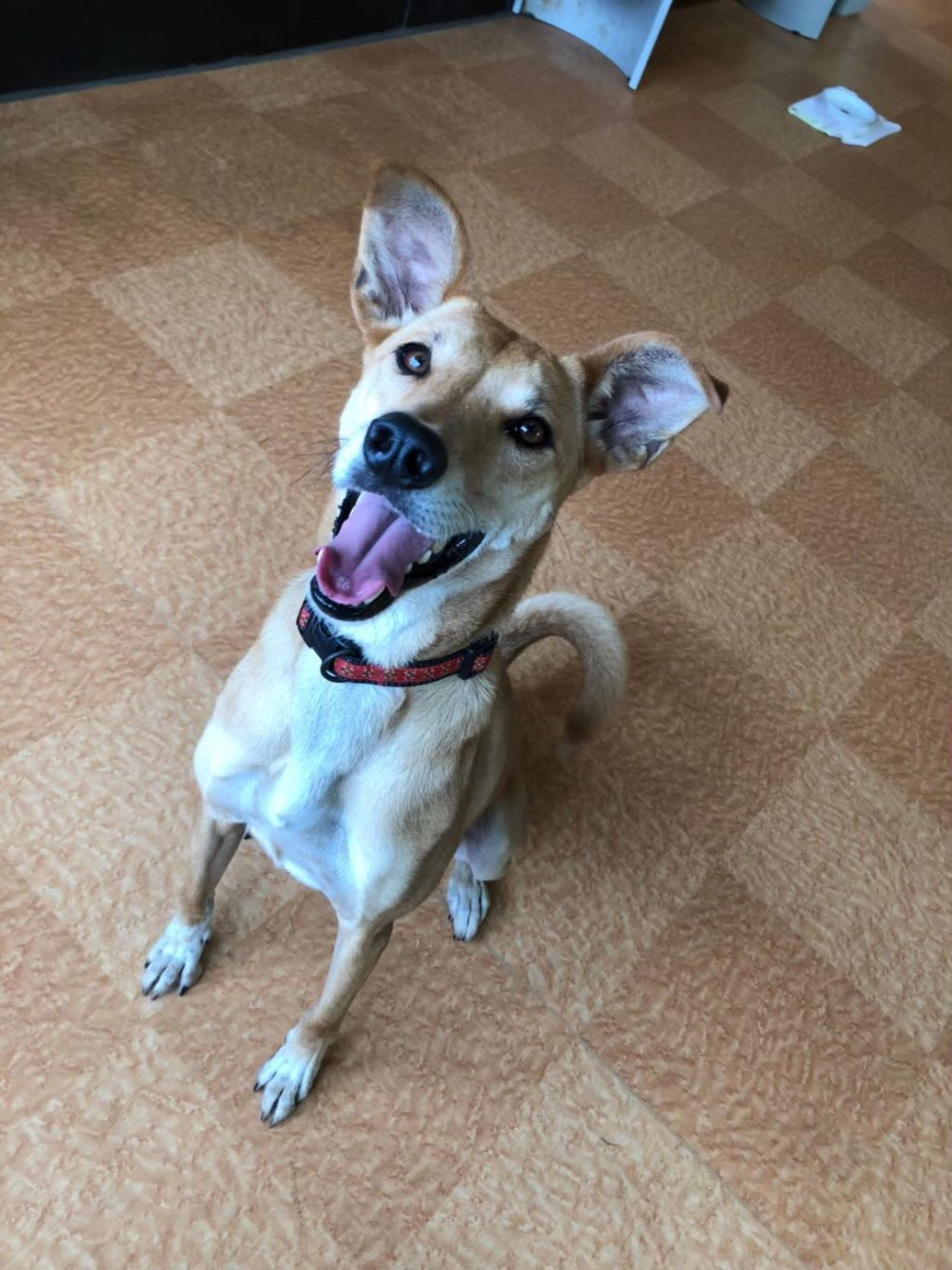 pet-image-7