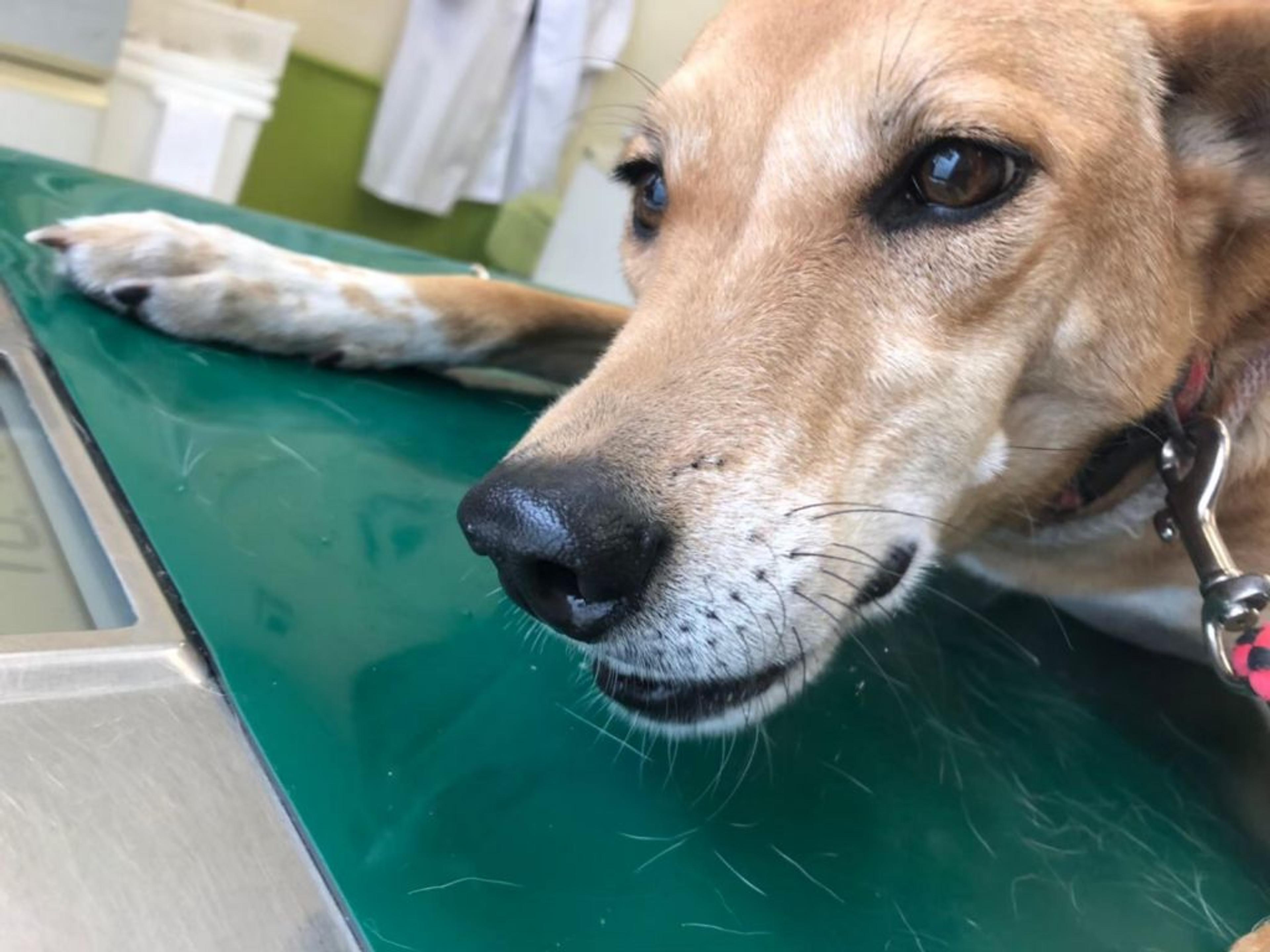 pet-image-2