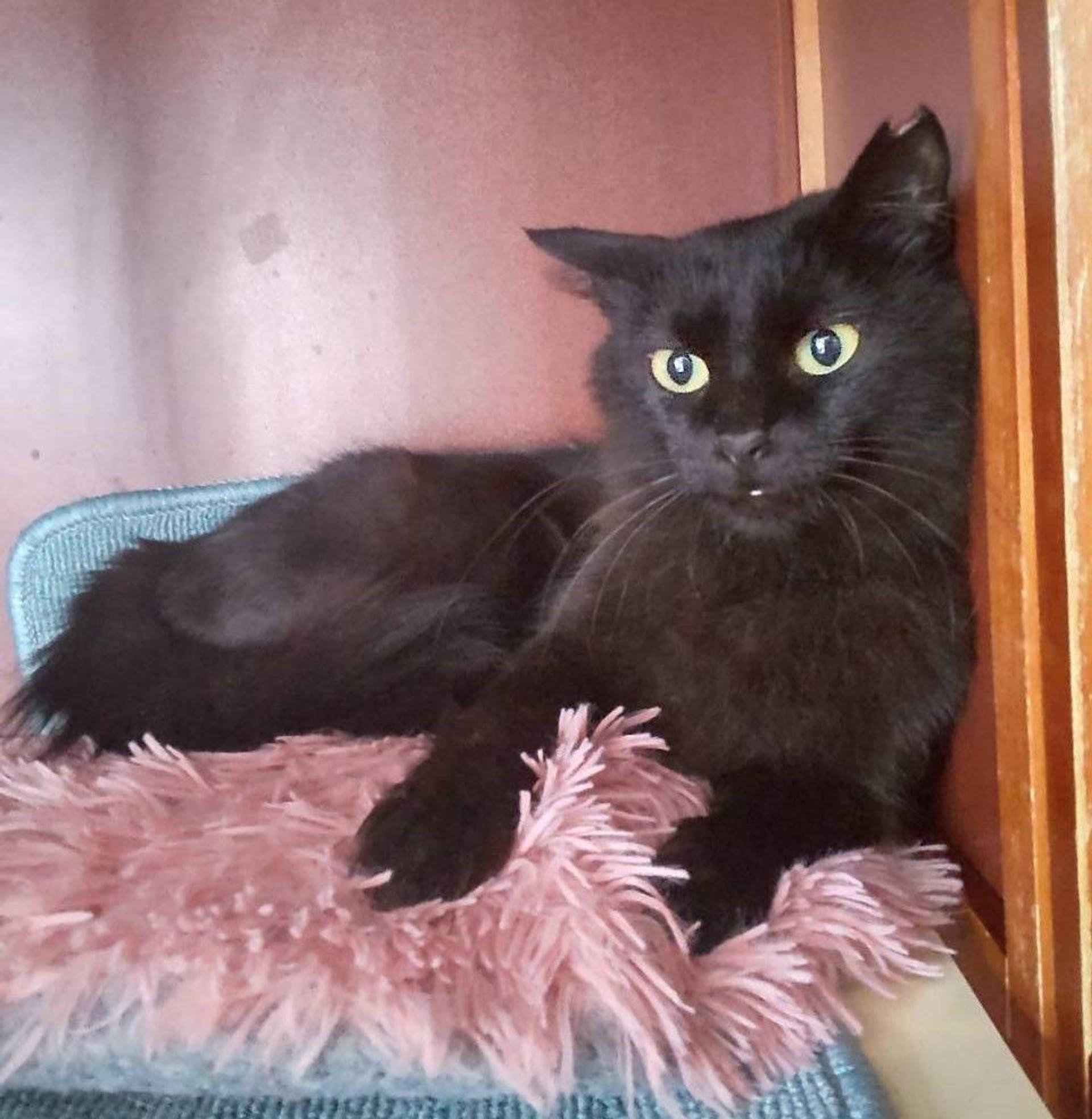 pet-image-2