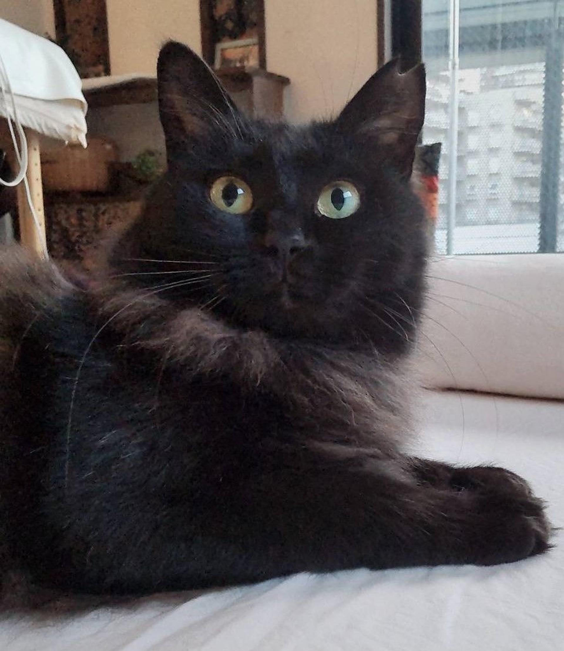 pet-image-5