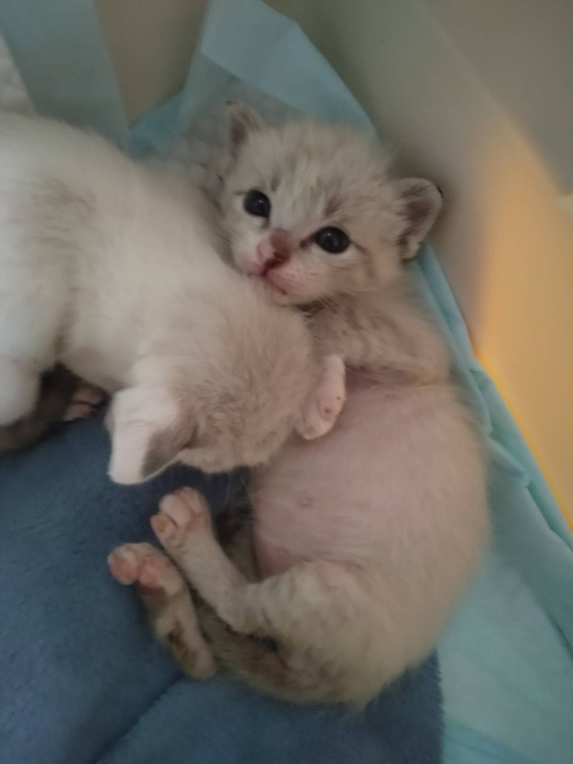 雑種（ミックス猫）・オスの里親募集の写真