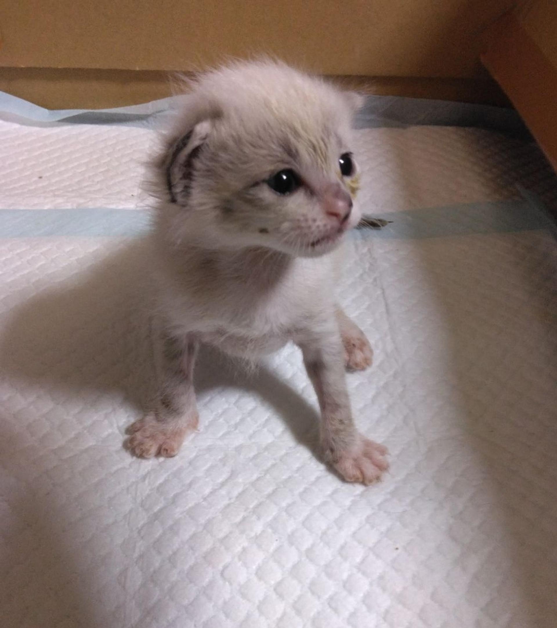pet-image-2