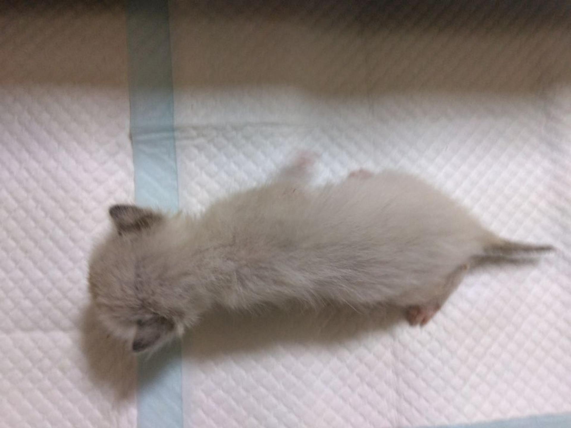pet-image-3