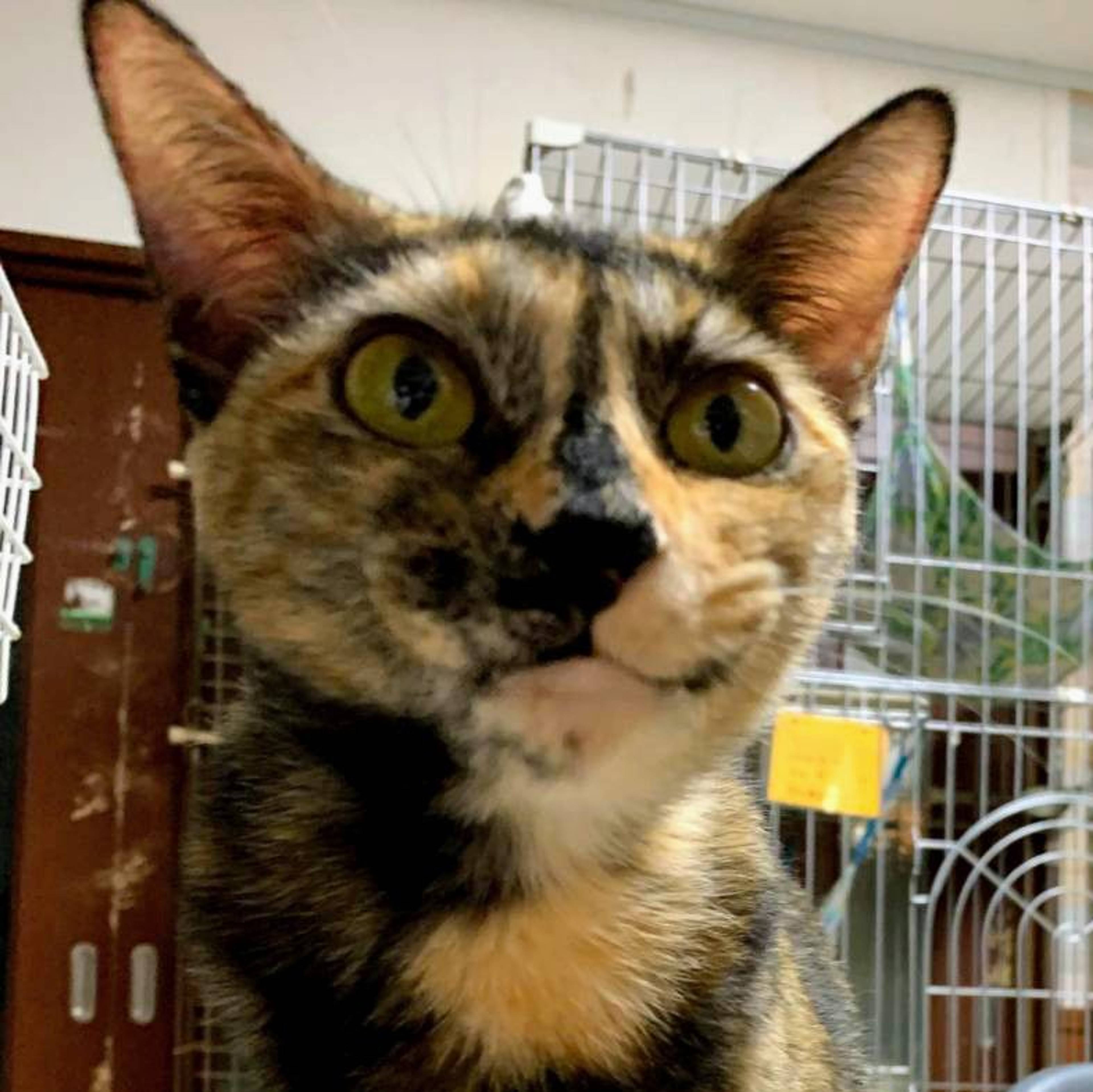 雑種（ミックス猫）・メスの里親募集の写真