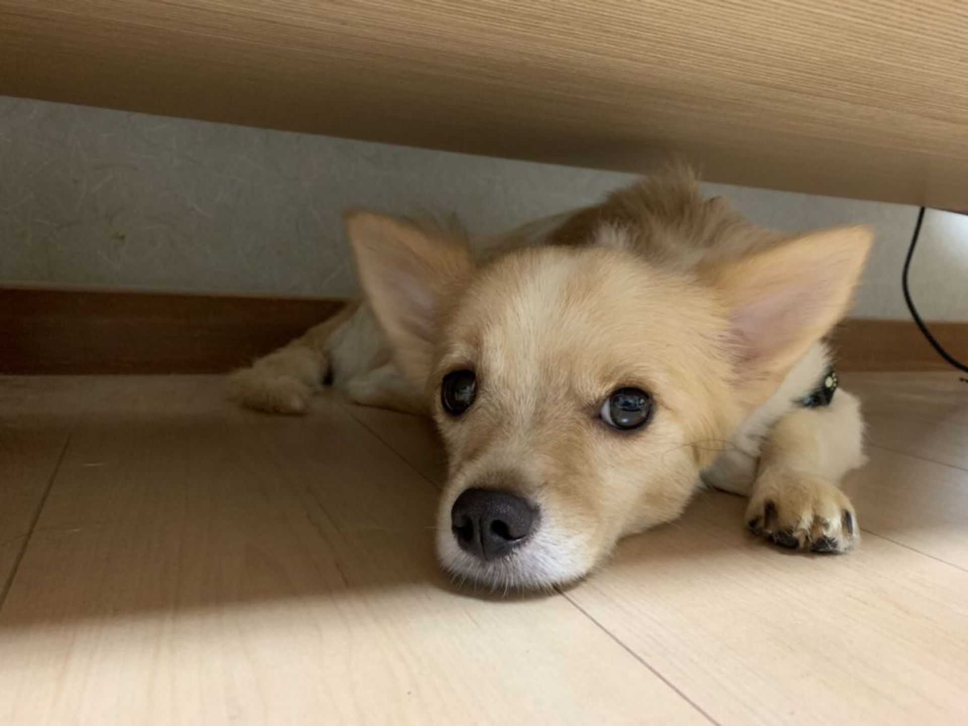 雑種（ミックス犬）・オスの里親募集の写真