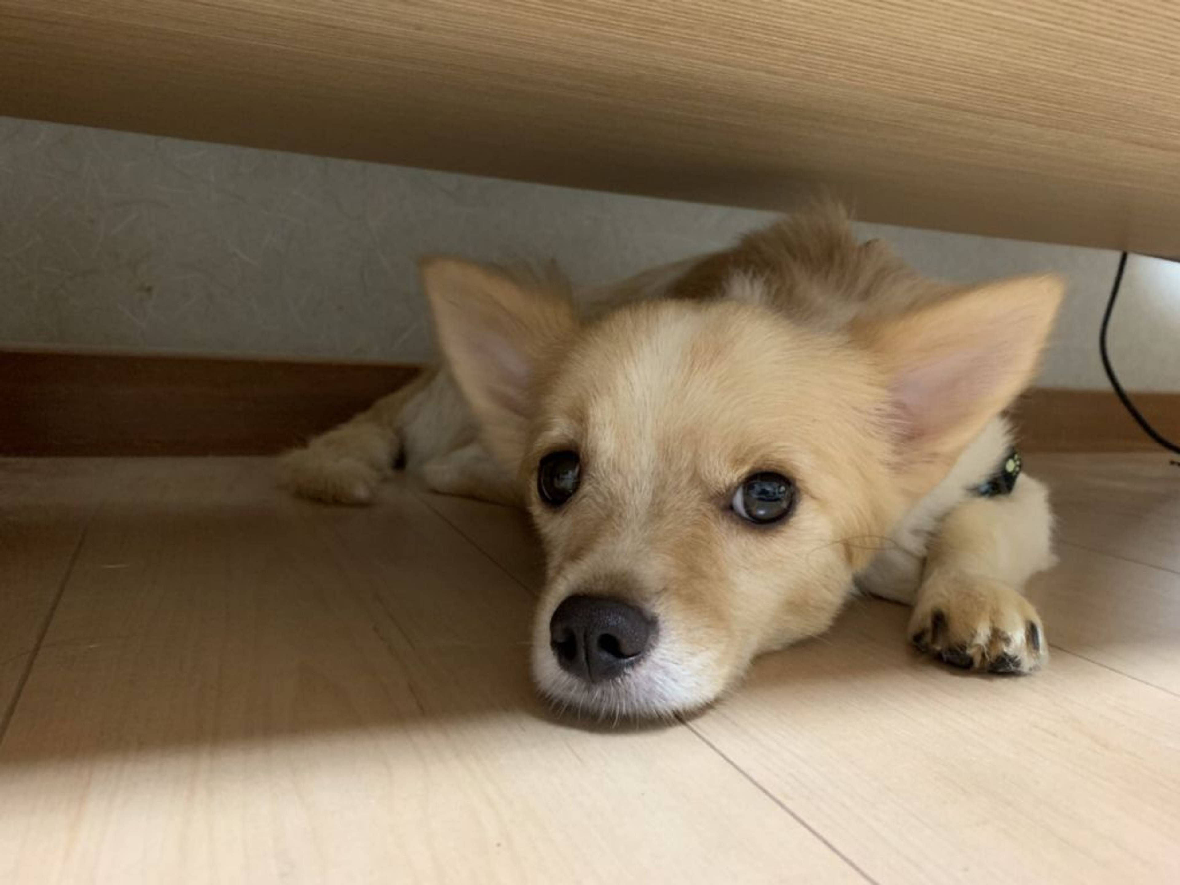 雑種（ミックス犬）・オスの里親募集の写真
