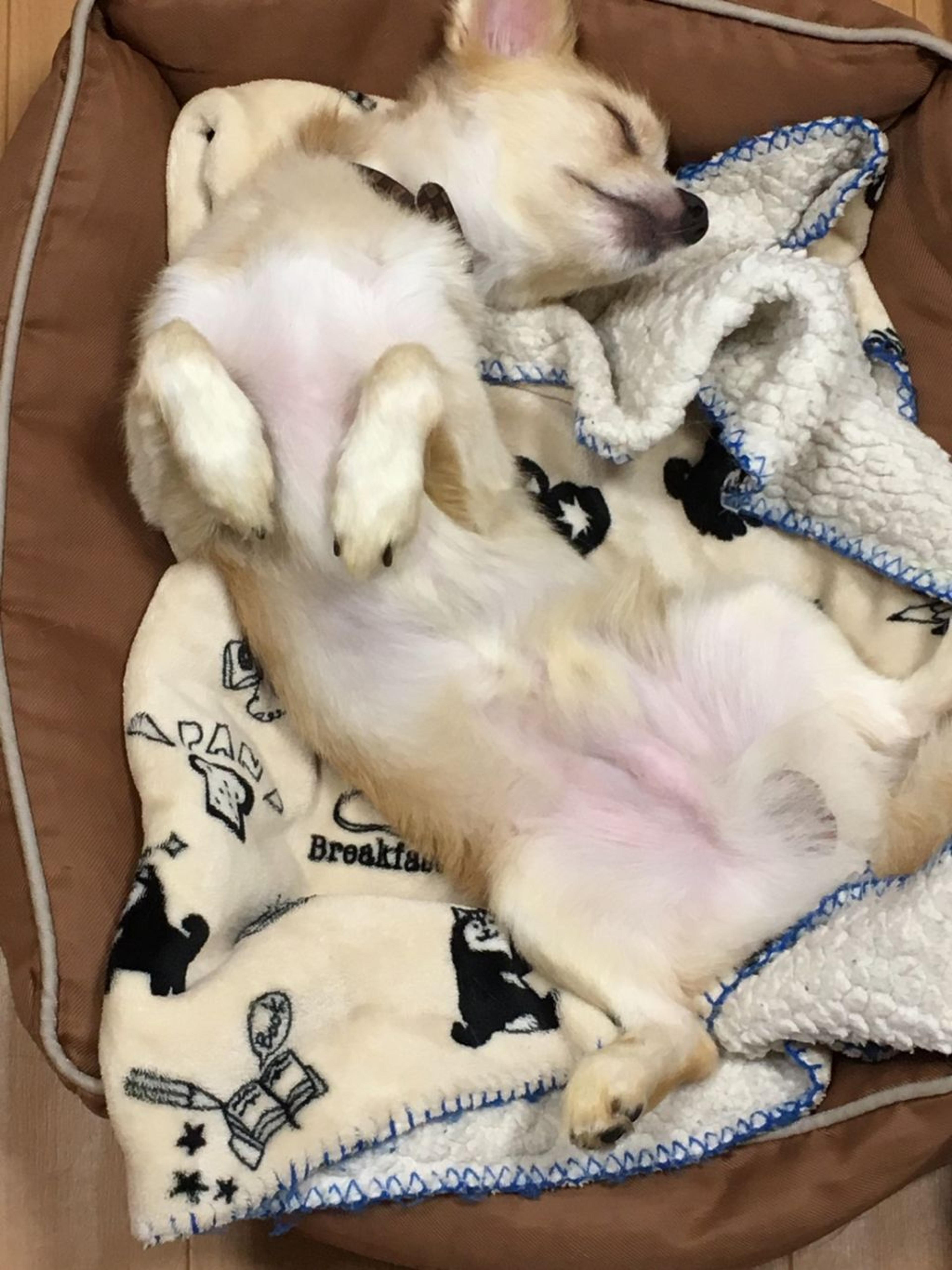 pet-image-3