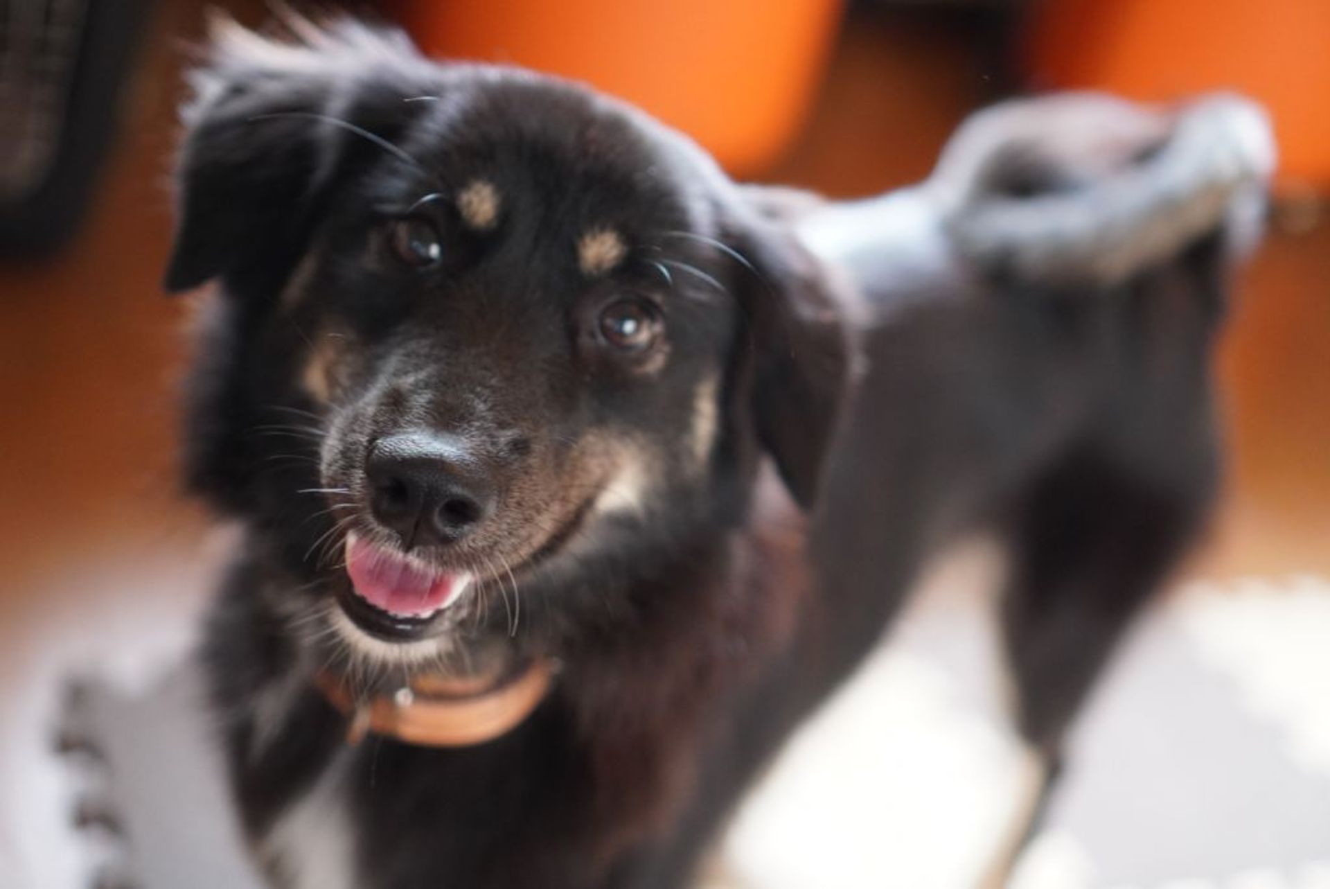 雑種（ミックス犬）・メスの里親募集の写真