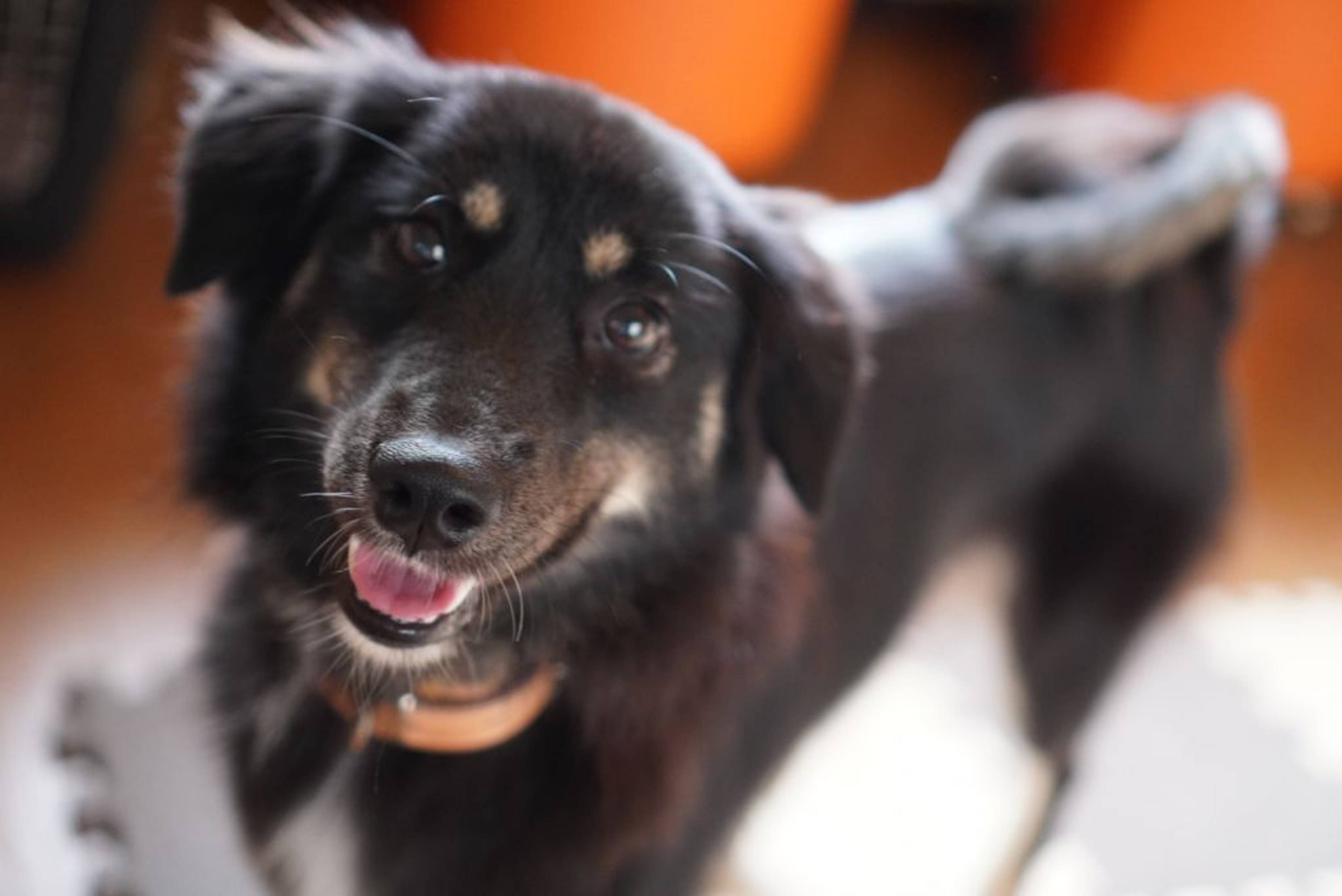 雑種（ミックス犬）・メスの里親募集の写真