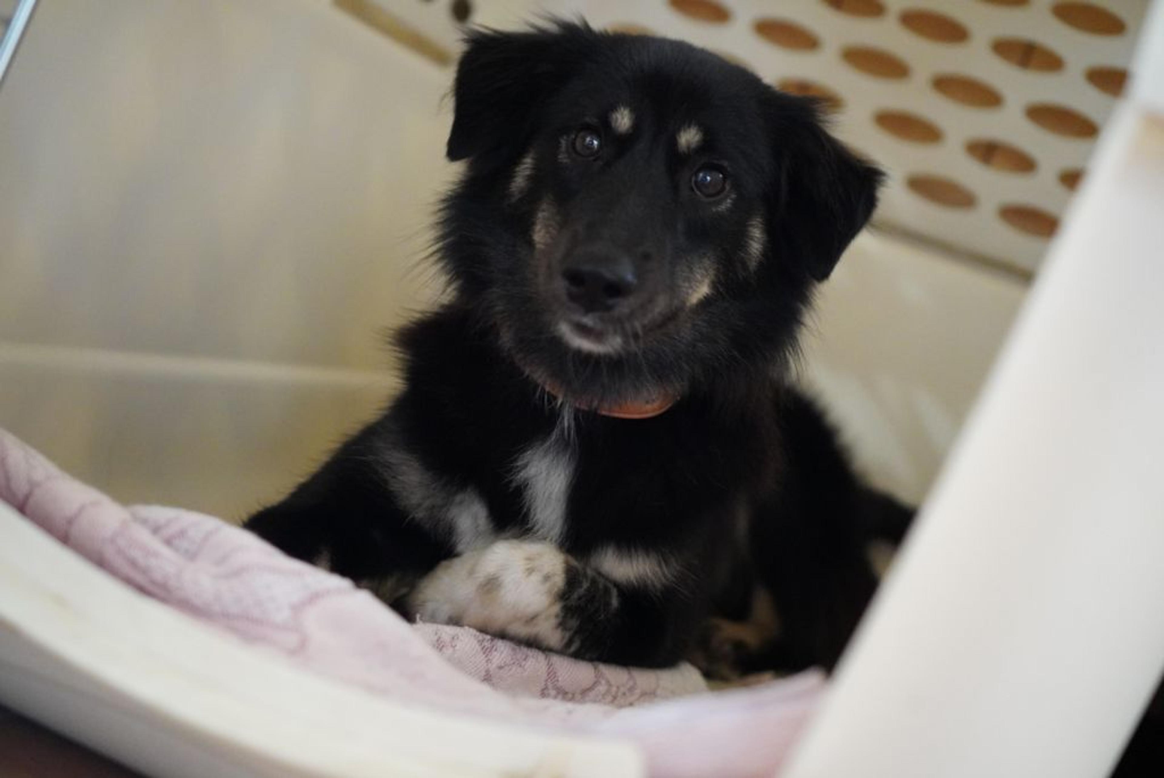 pet-image-2