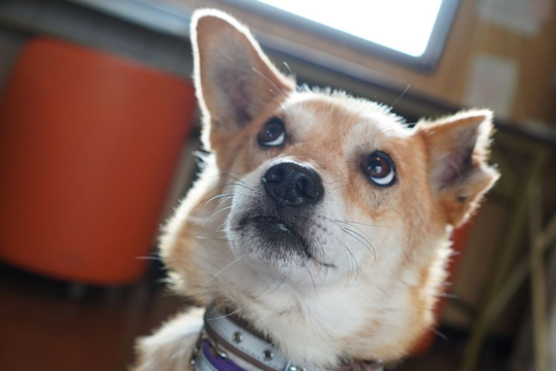 雑種（ミックス犬）・メスの里親募集の写真