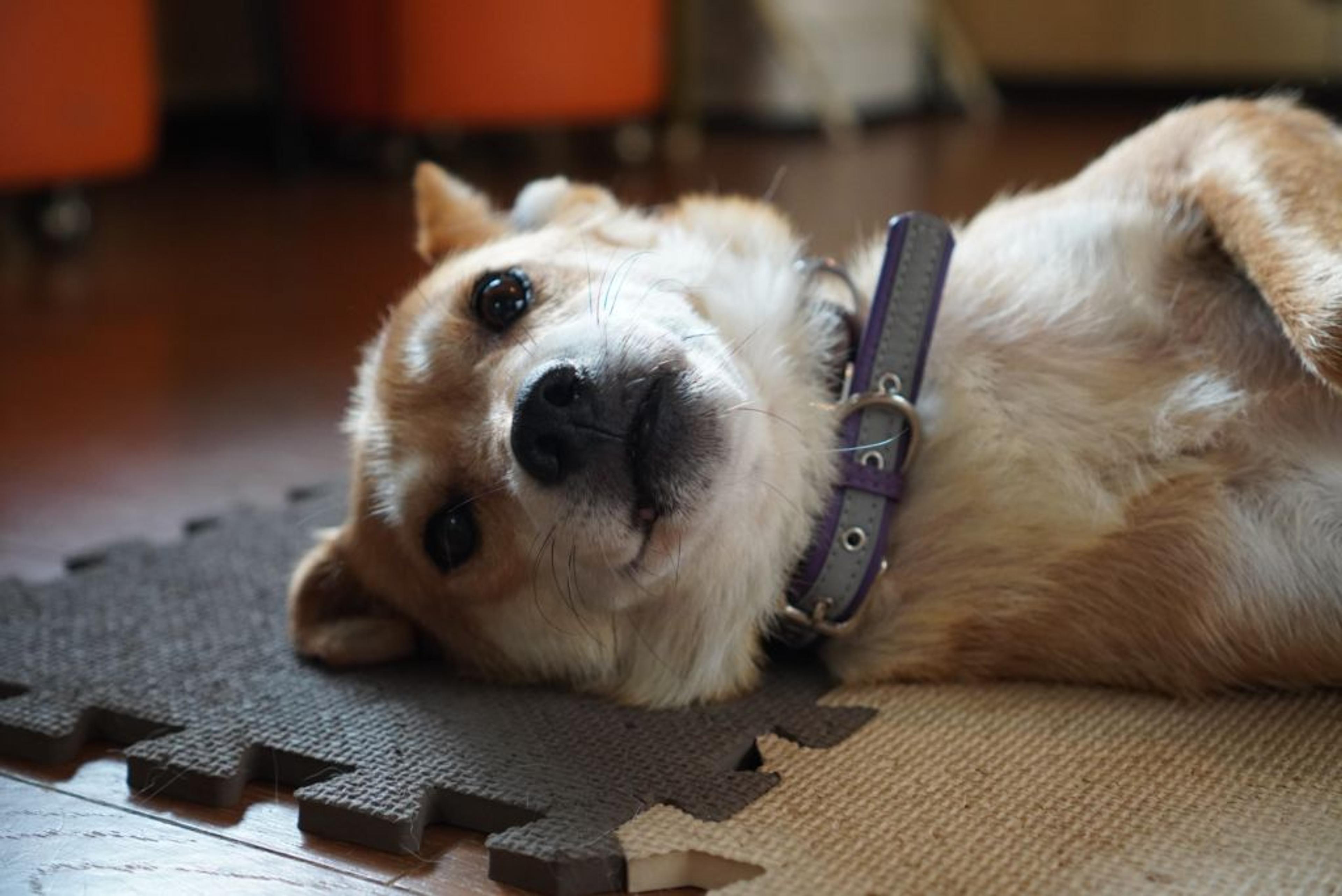 pet-image-2