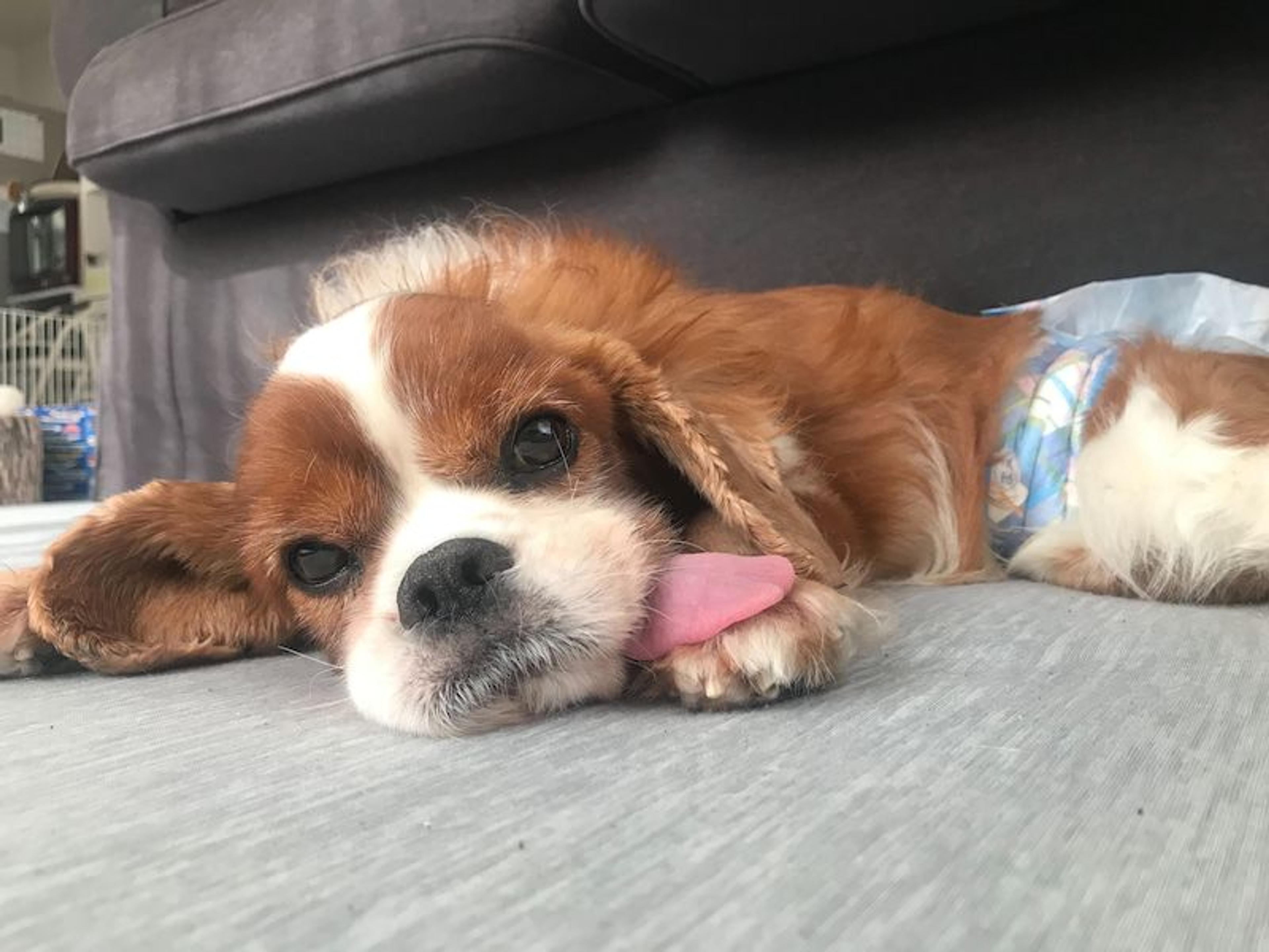 pet-image-2