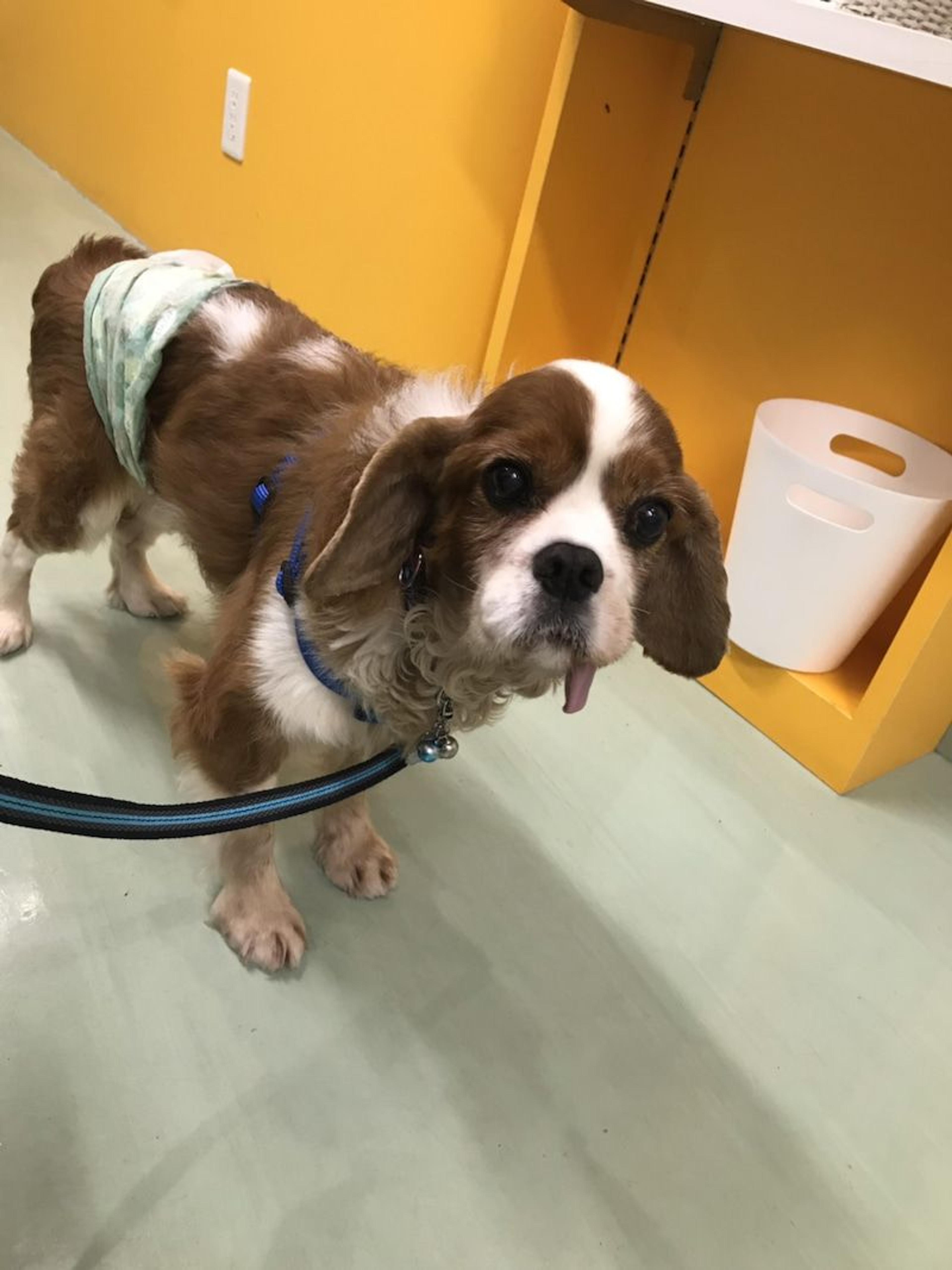 pet-image-3