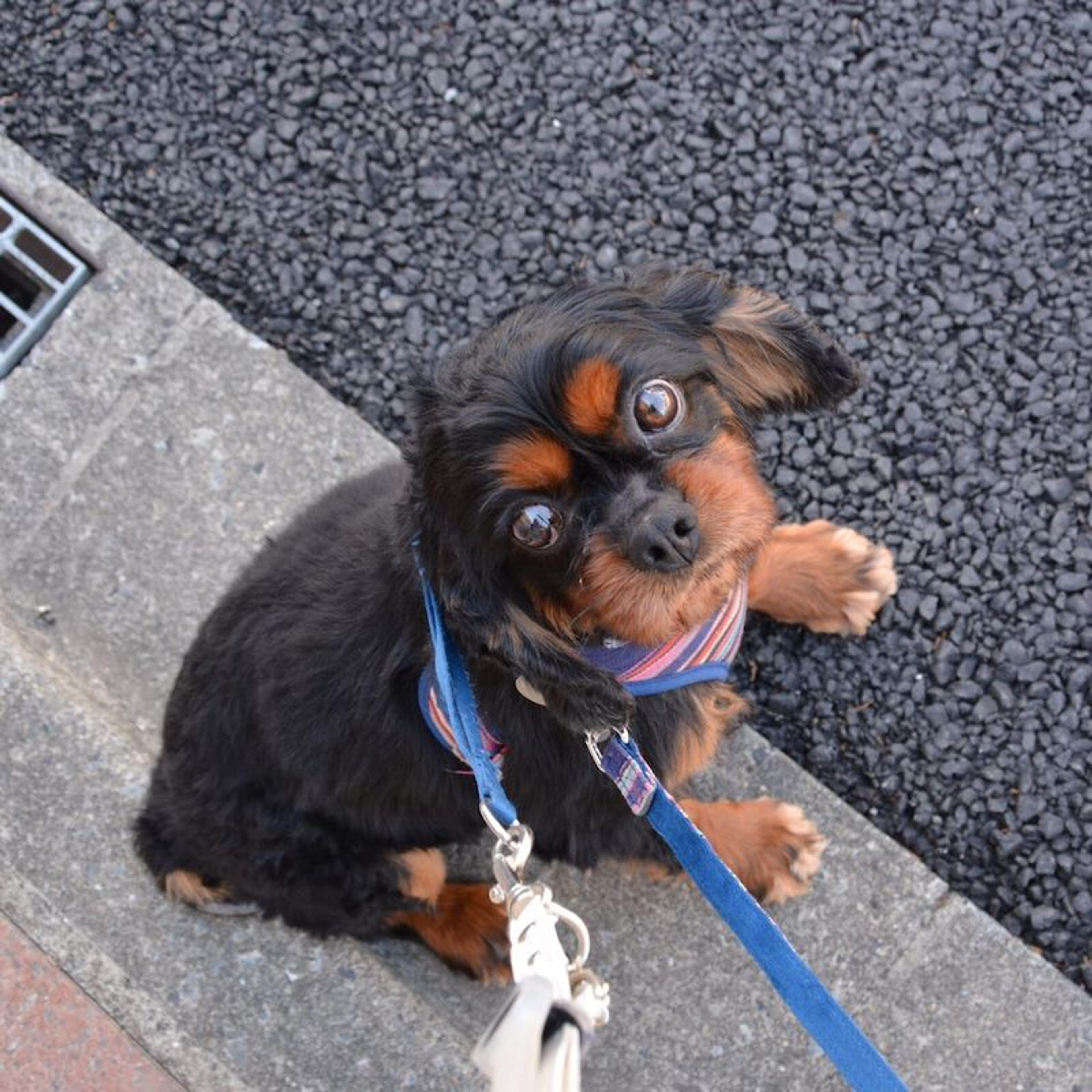 pet-image-2