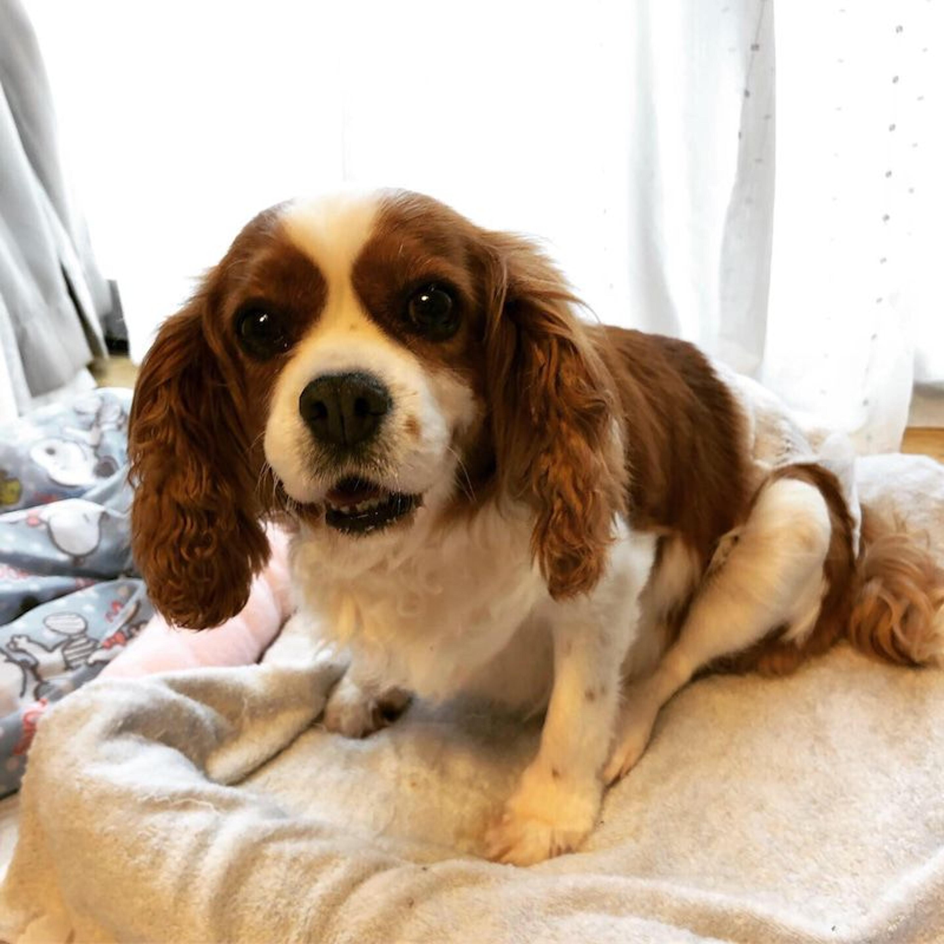 pet-image-2
