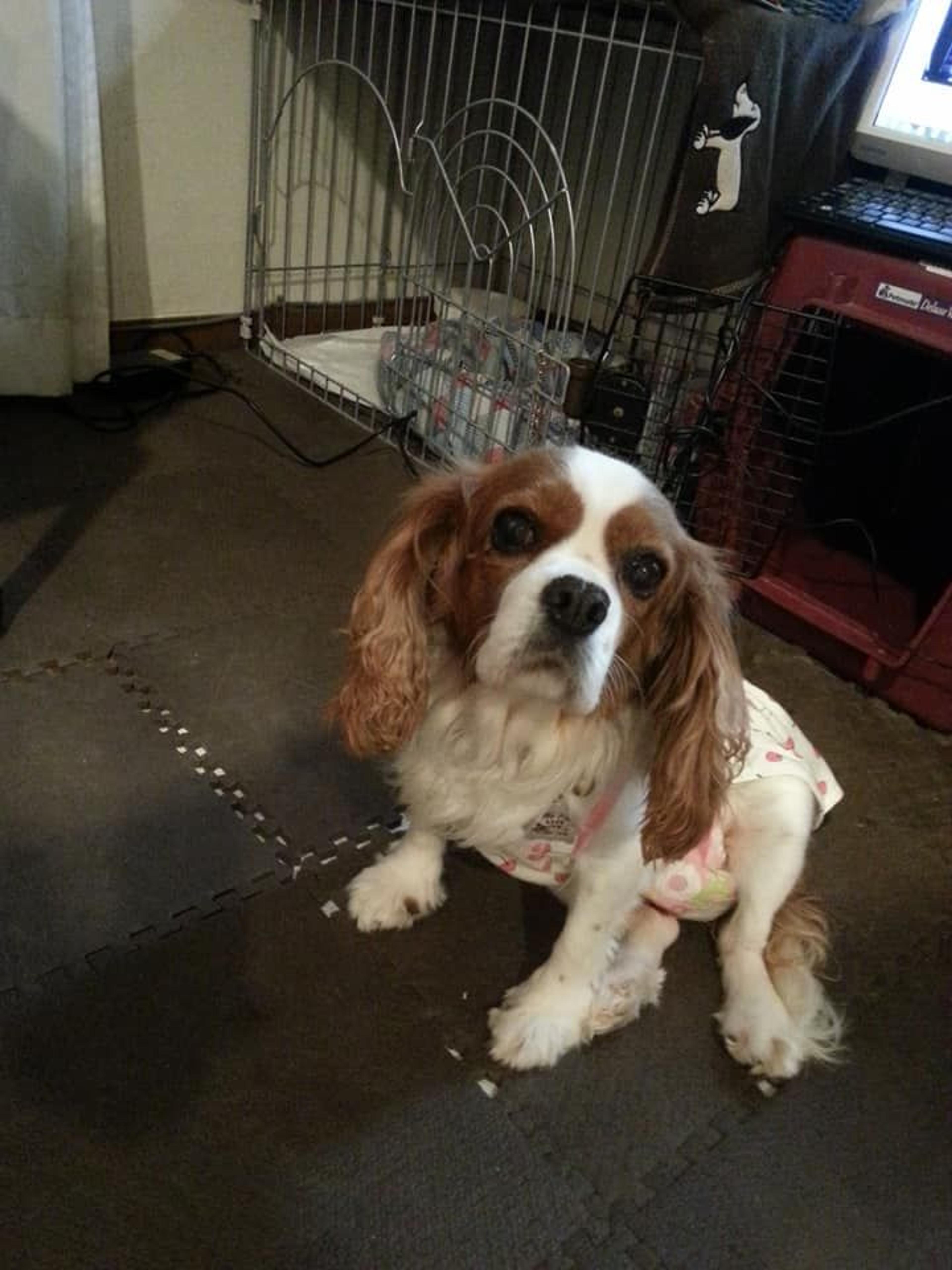 pet-image-3