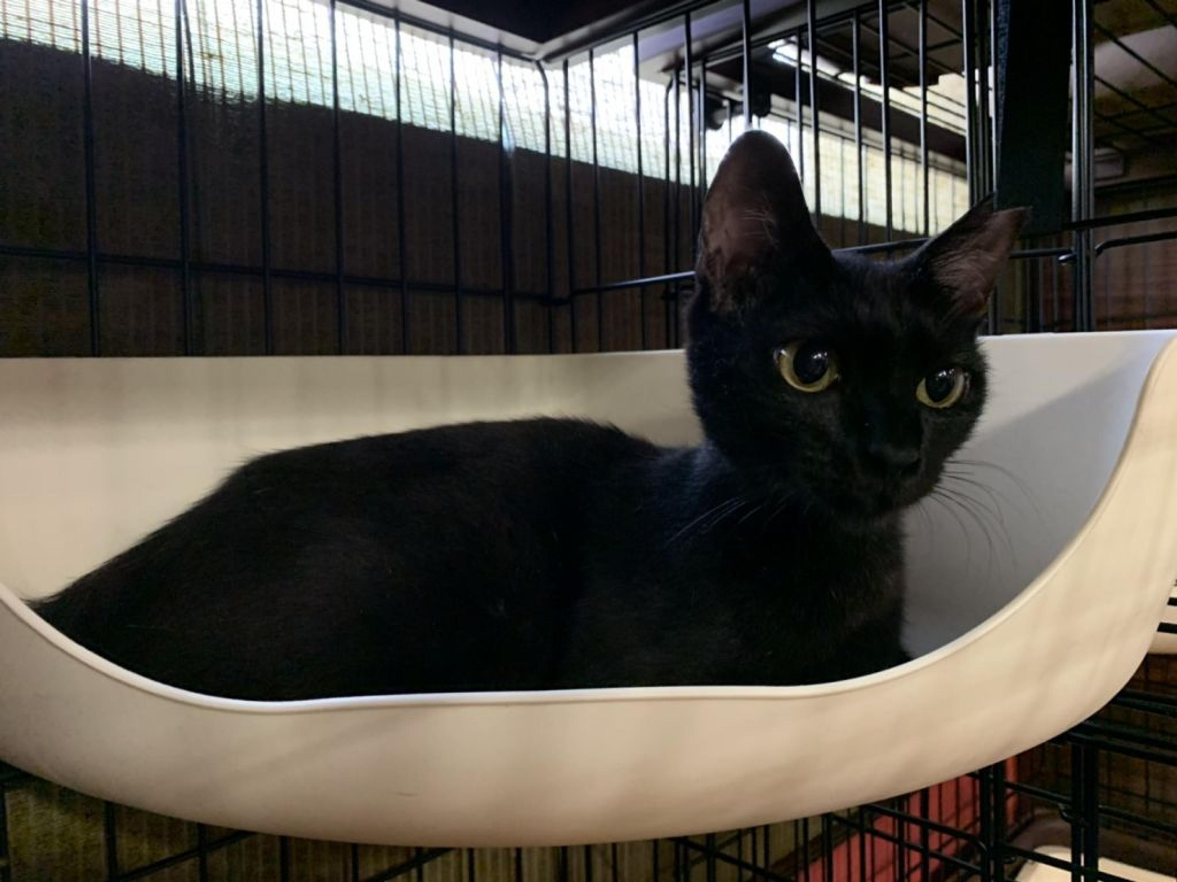 pet-image-2