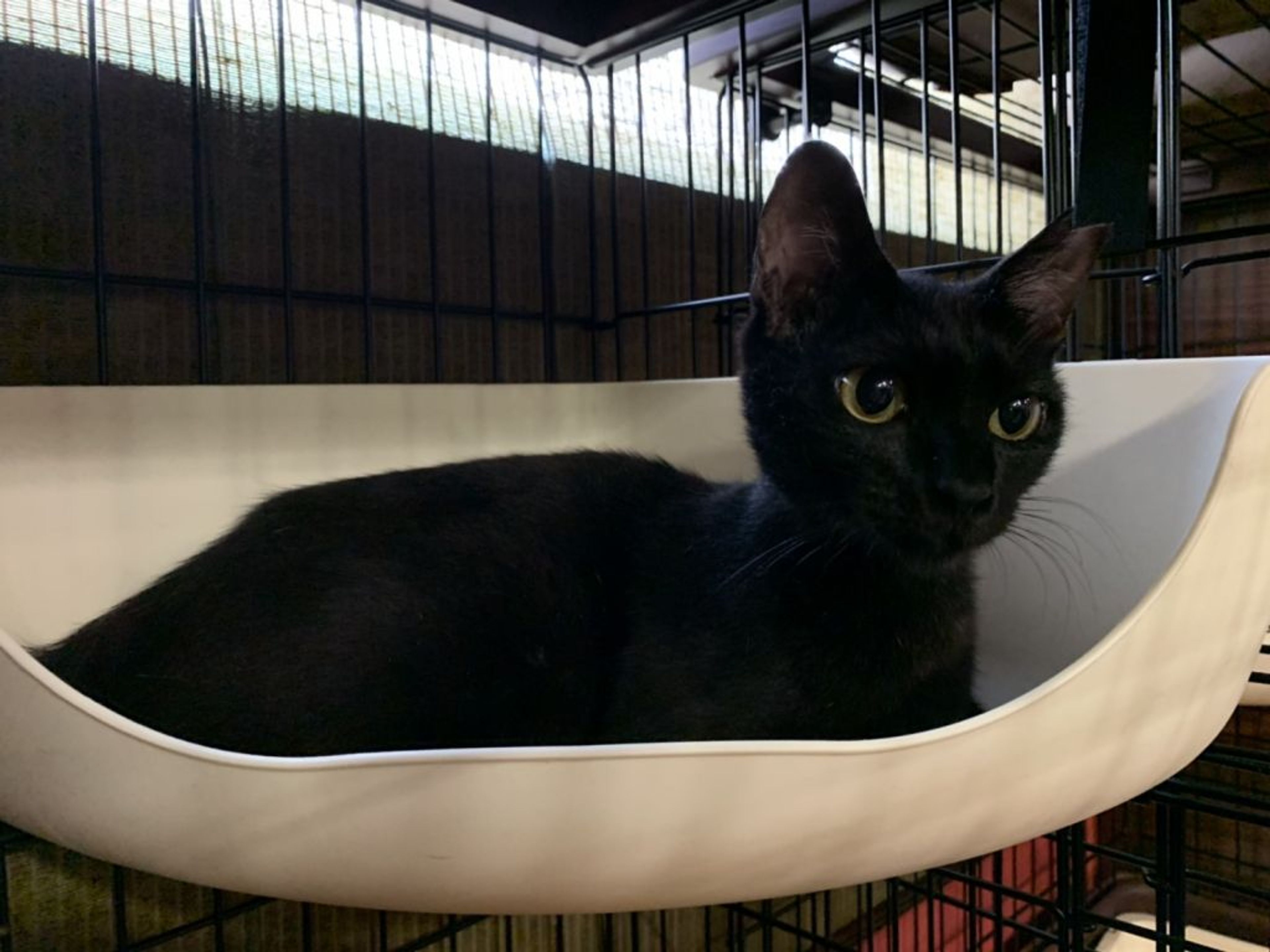 pet-image-2
