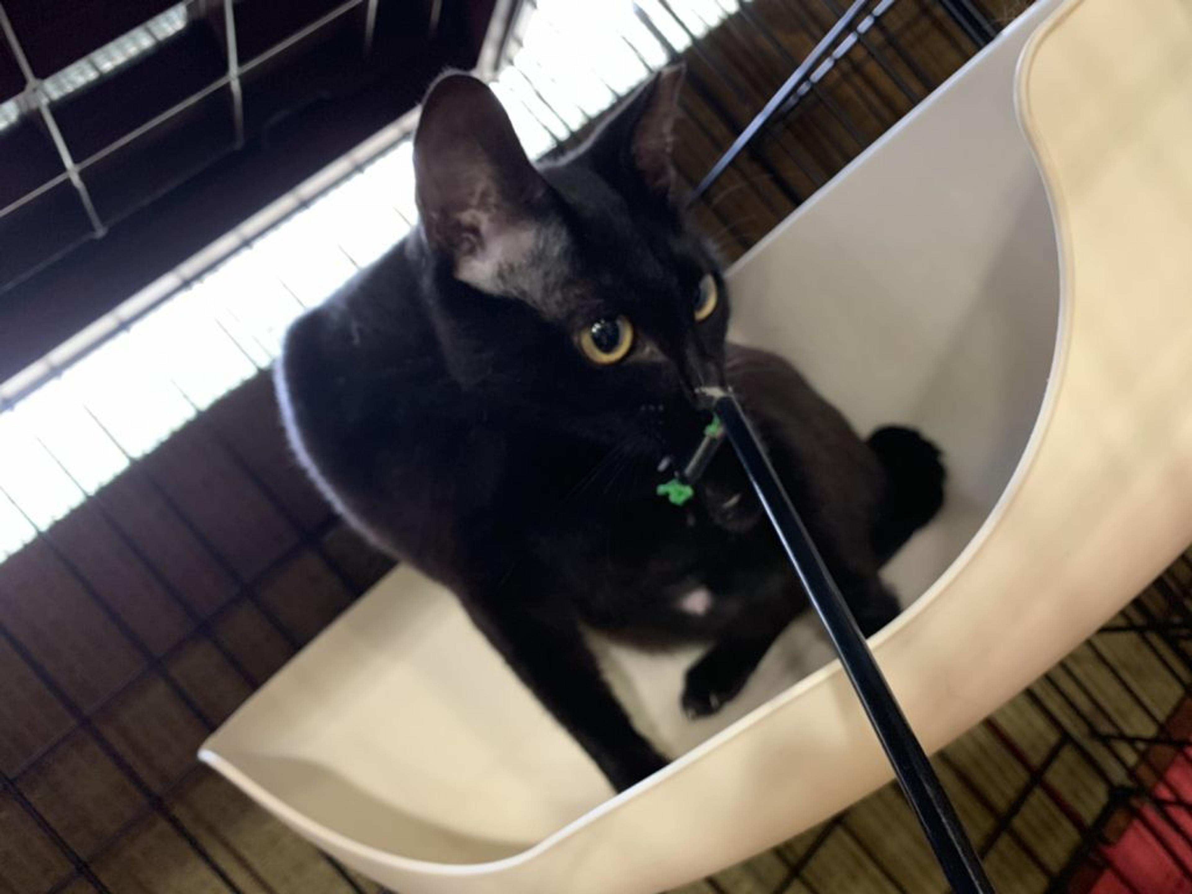 pet-image-3