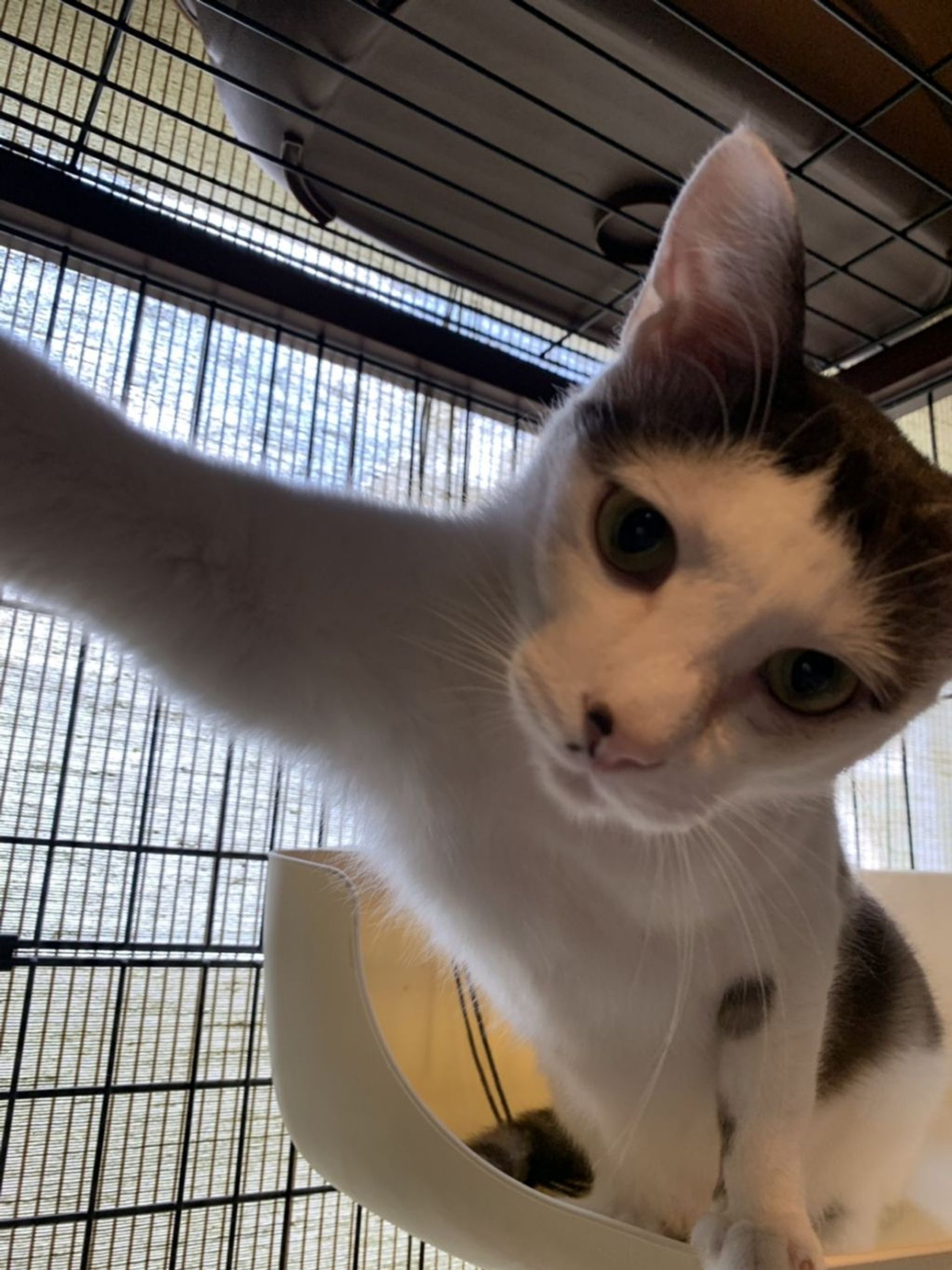 雑種（ミックス猫）・オスの里親募集の写真