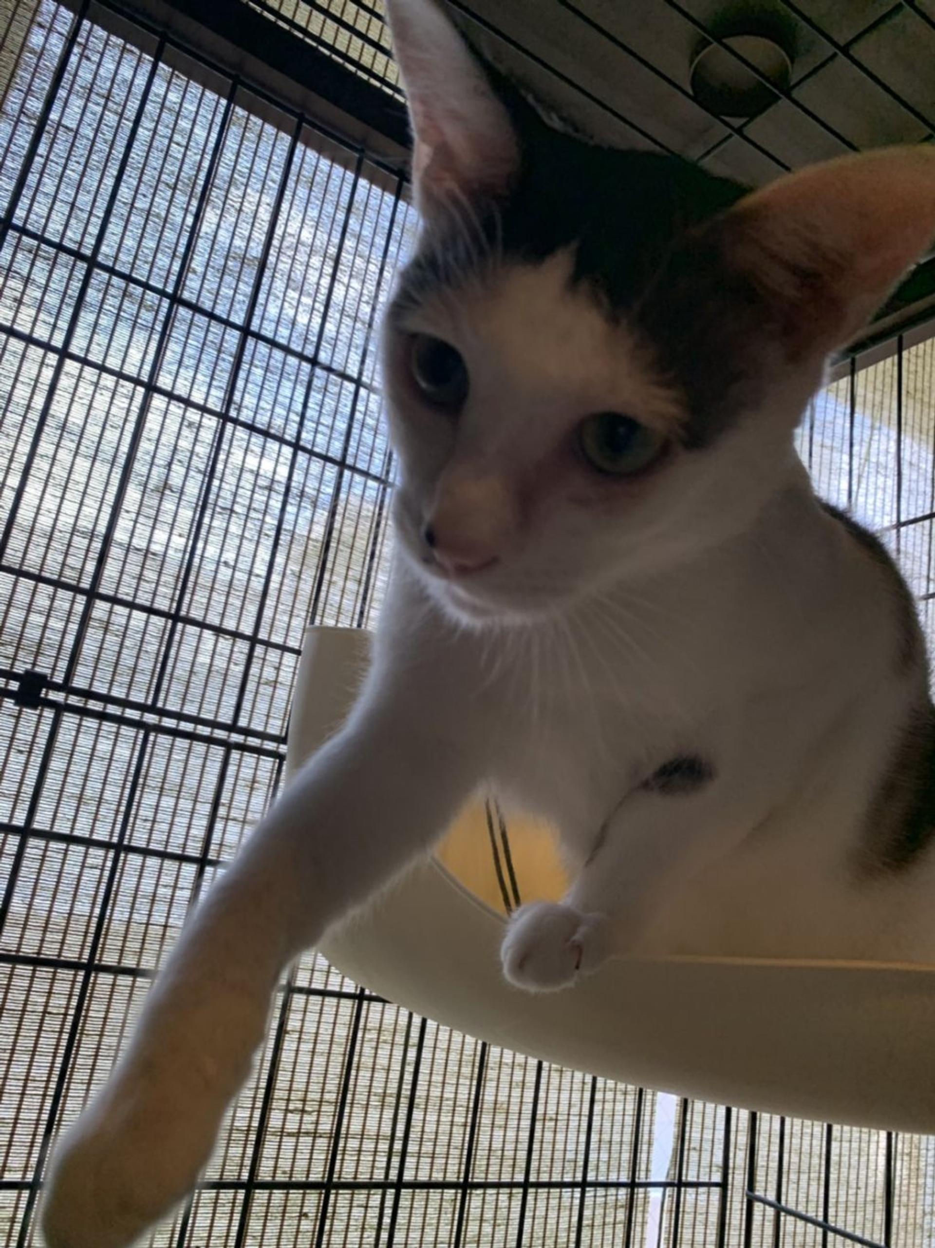 pet-image-3