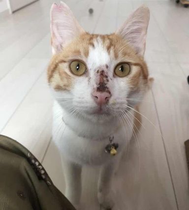 ログの写真