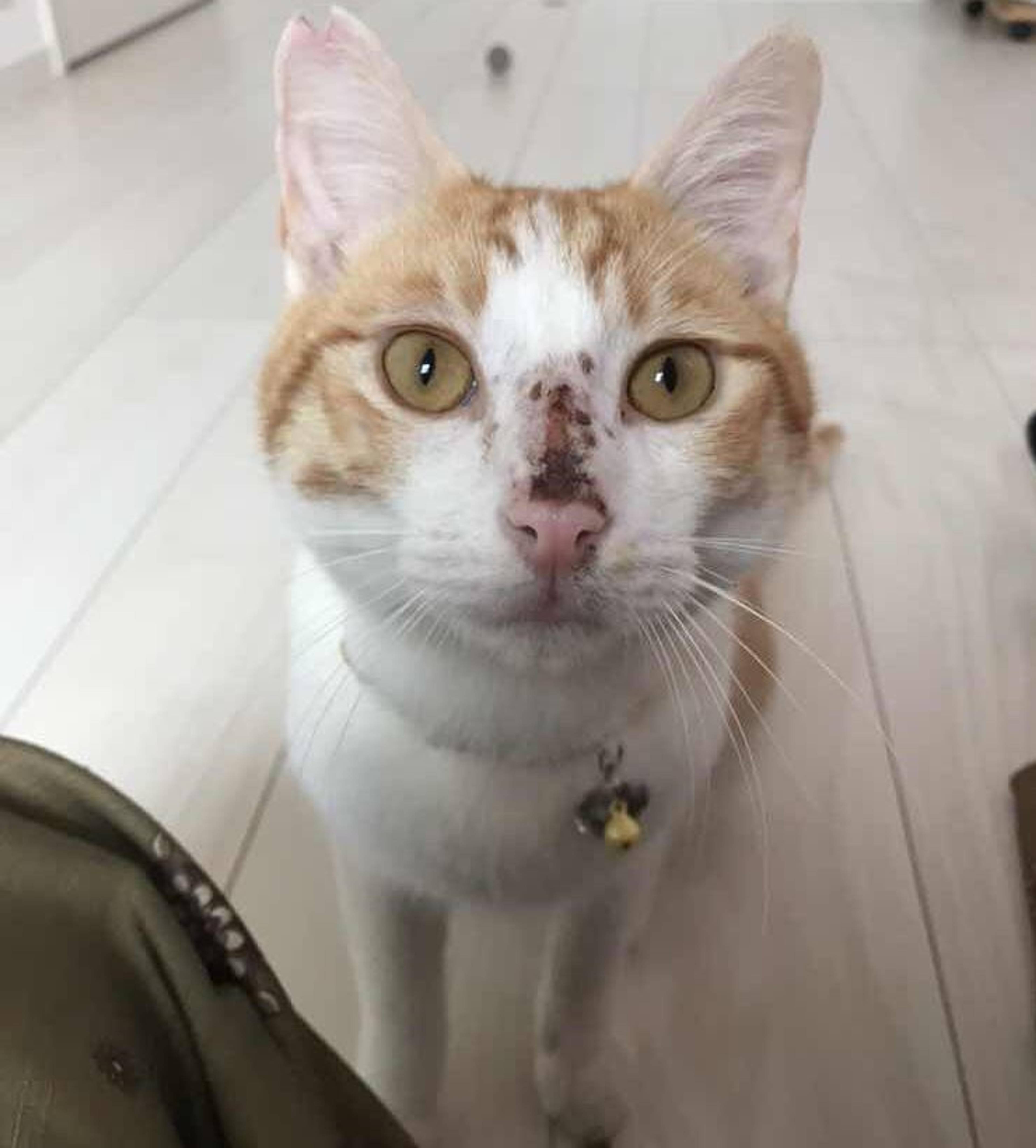 雑種（ミックス猫）・オスの里親募集の写真