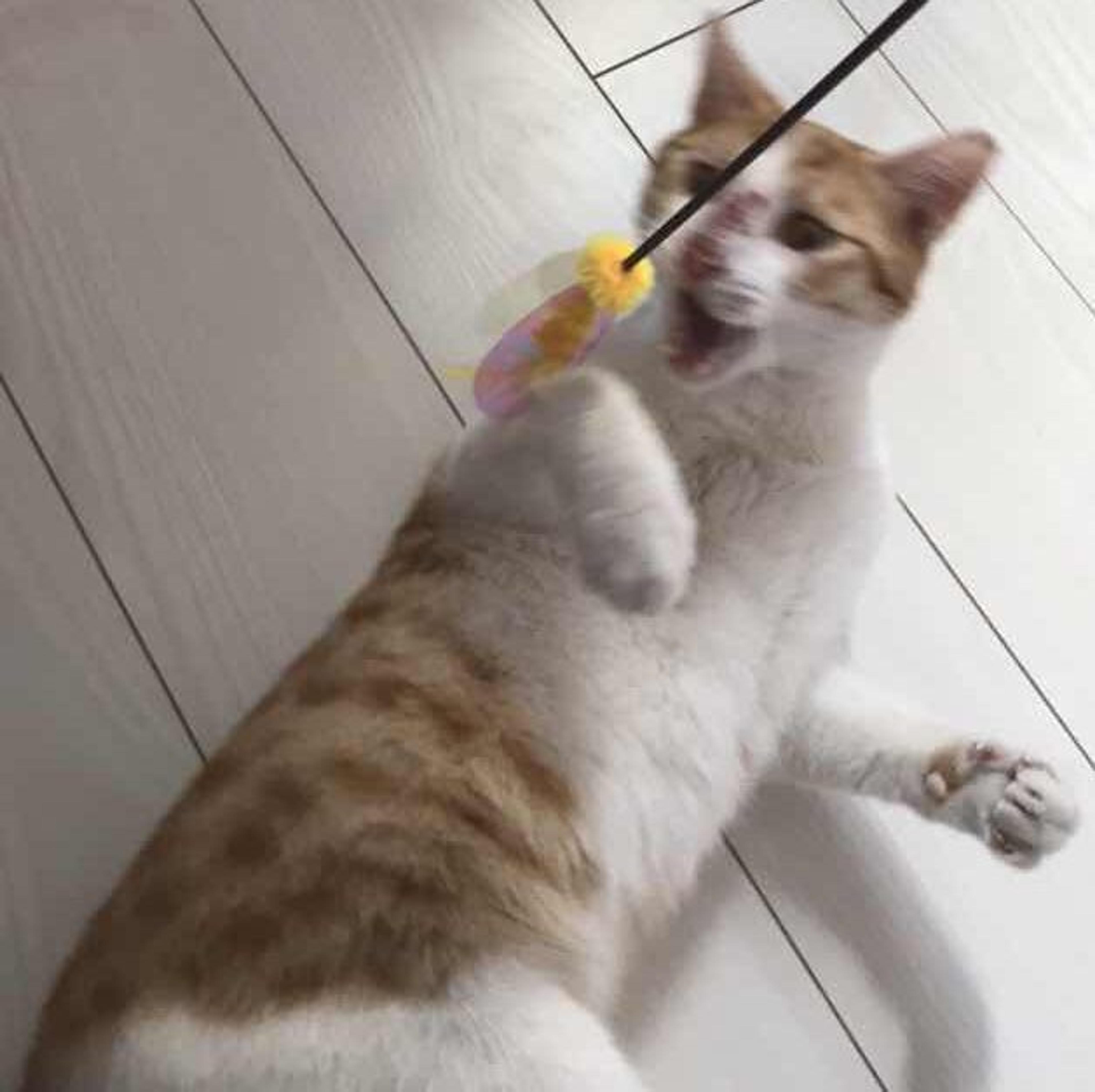 pet-image-2