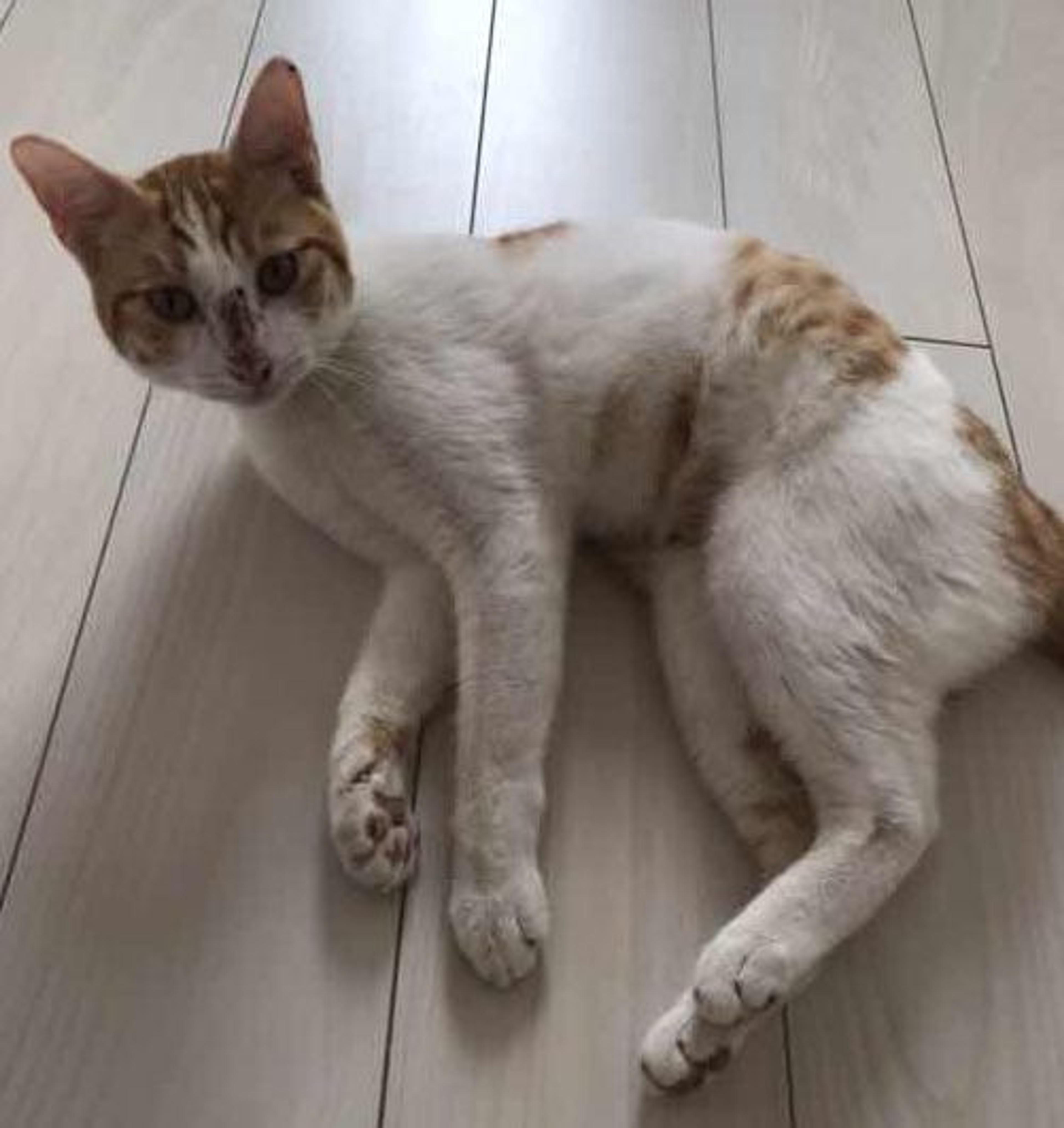 pet-image-3