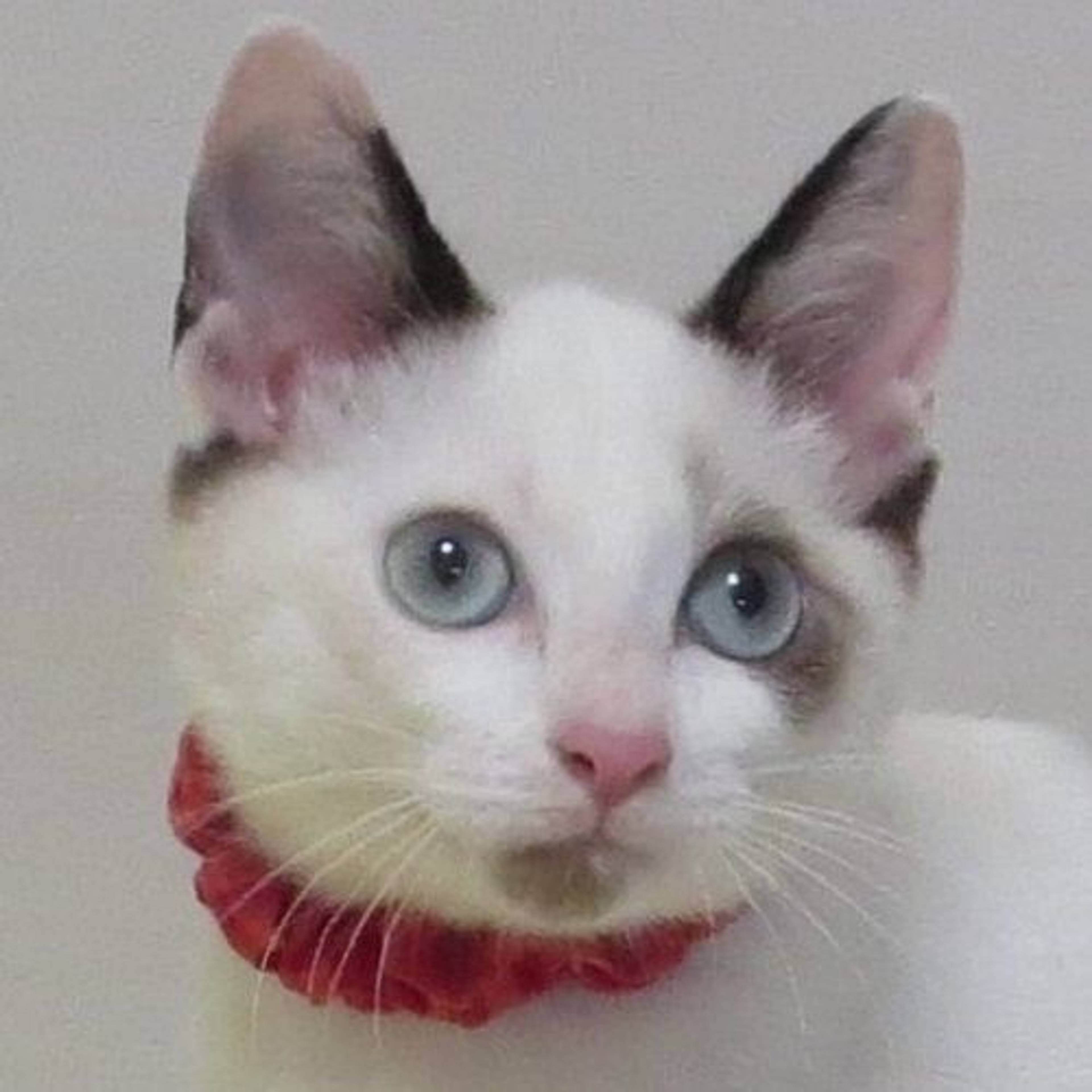 シャム・メスの里親募集の写真