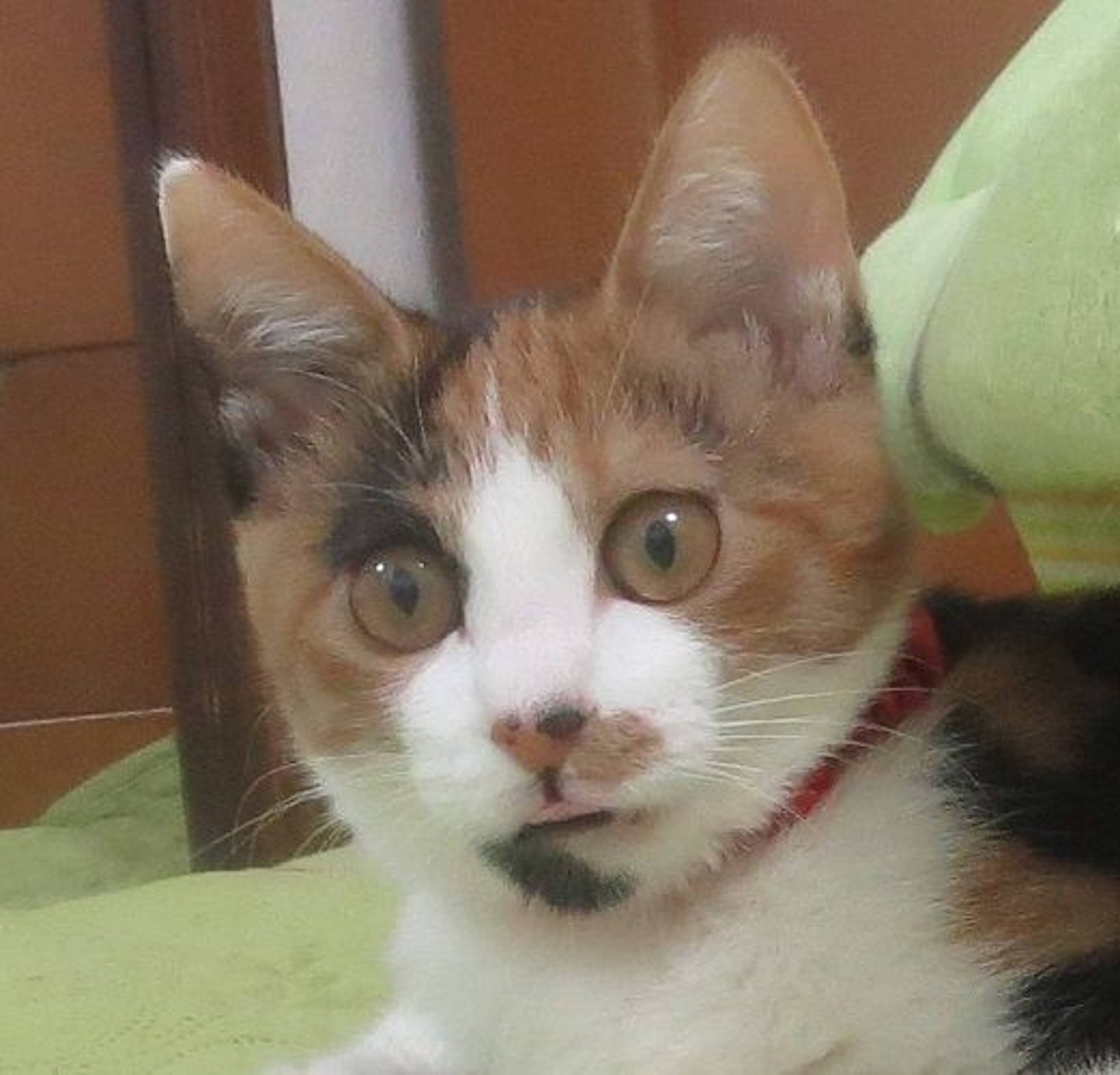 日本猫・メスの里親募集の写真