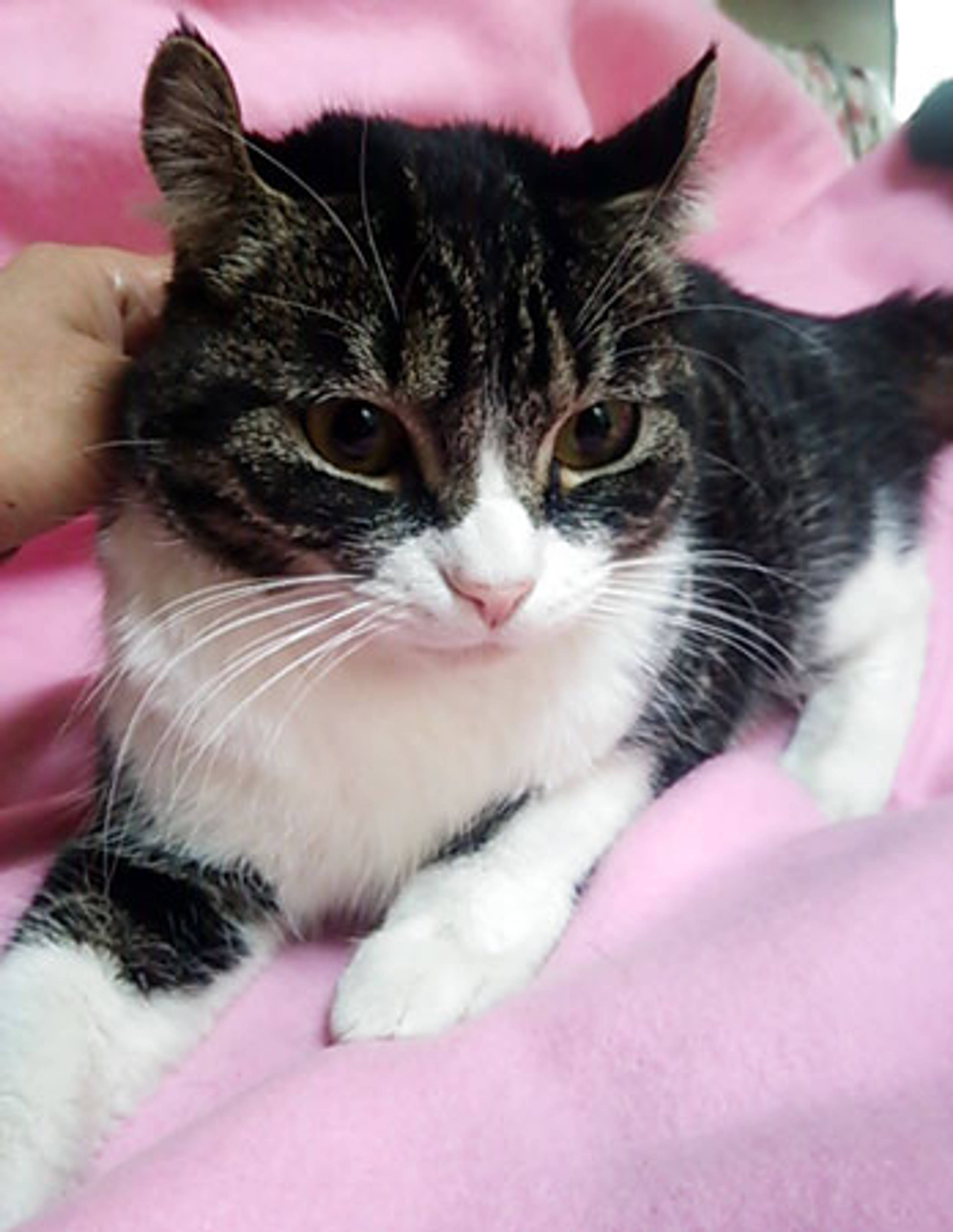 雑種（ミックス猫）・メスの里親募集の写真