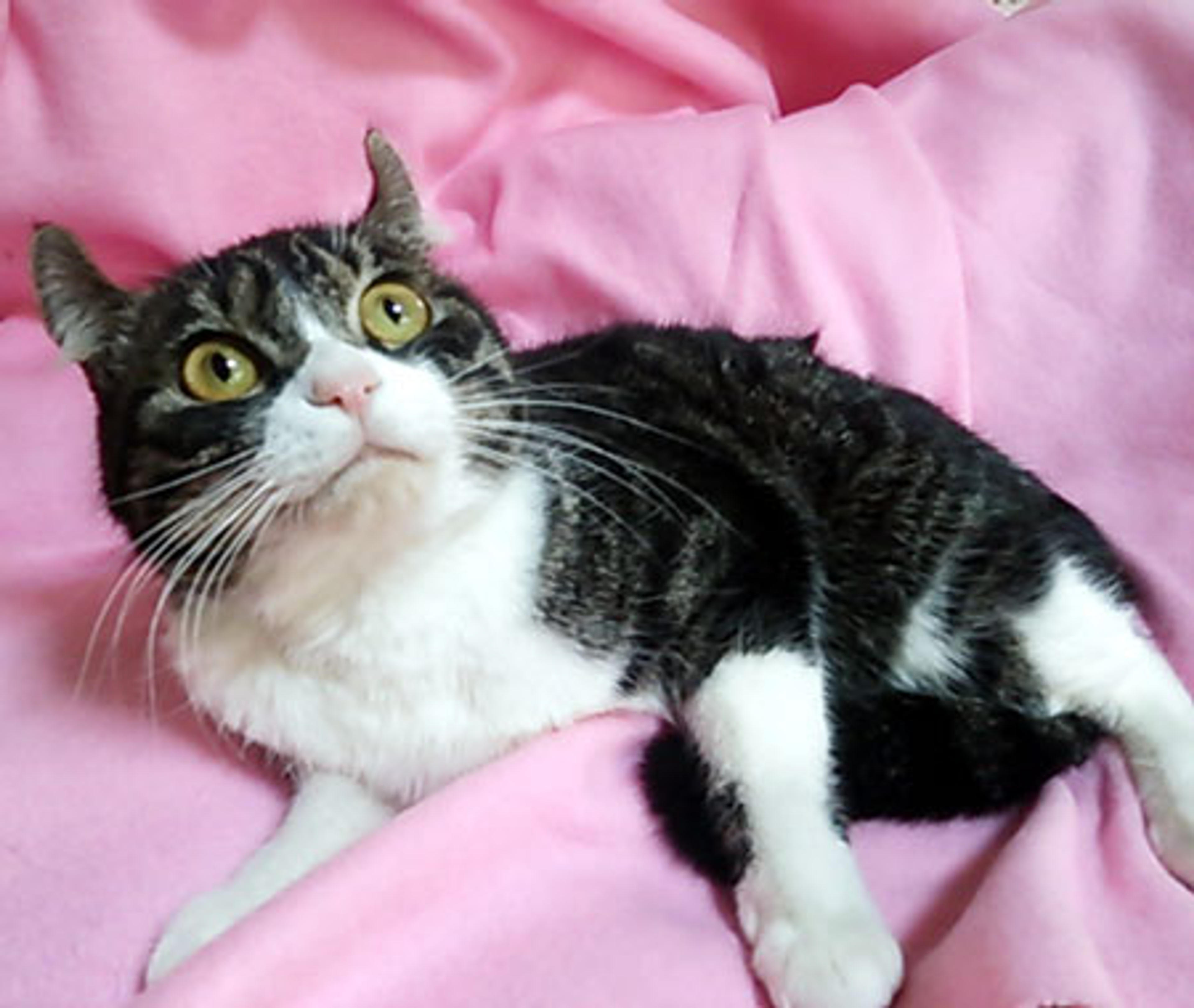 pet-image-2