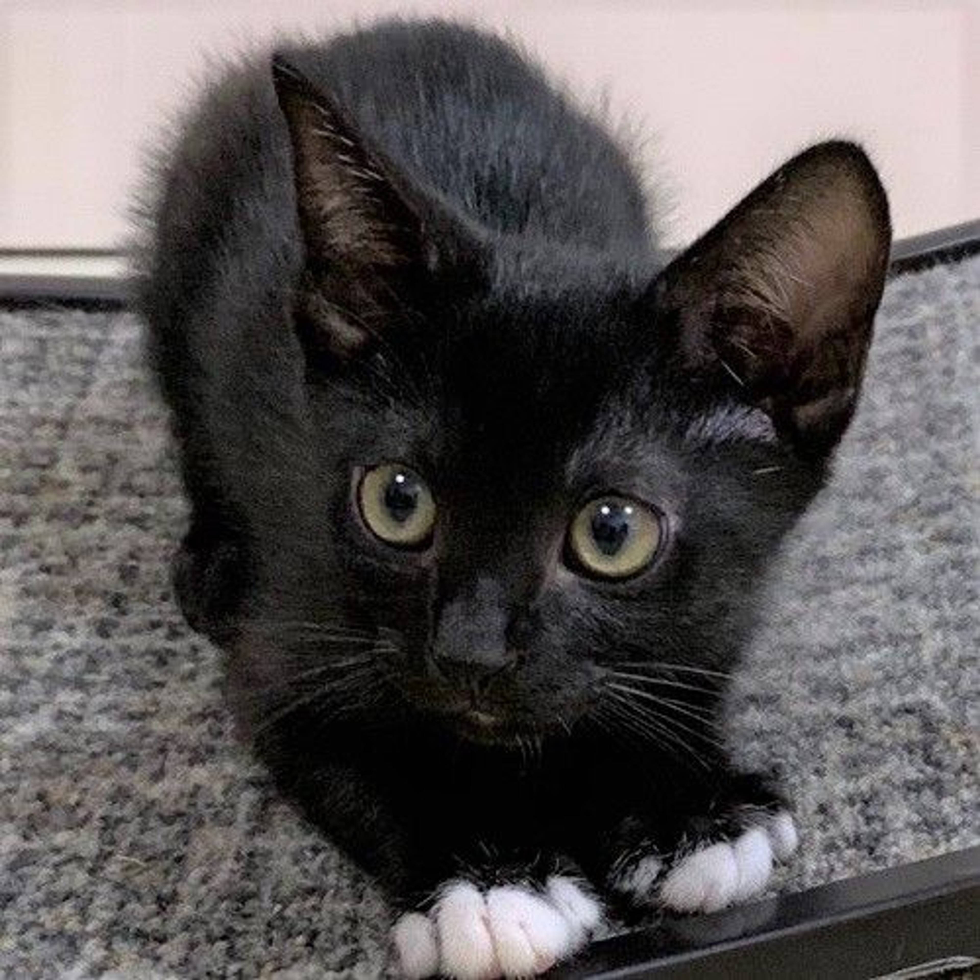 雑種（ミックス猫）・オスの里親募集の写真