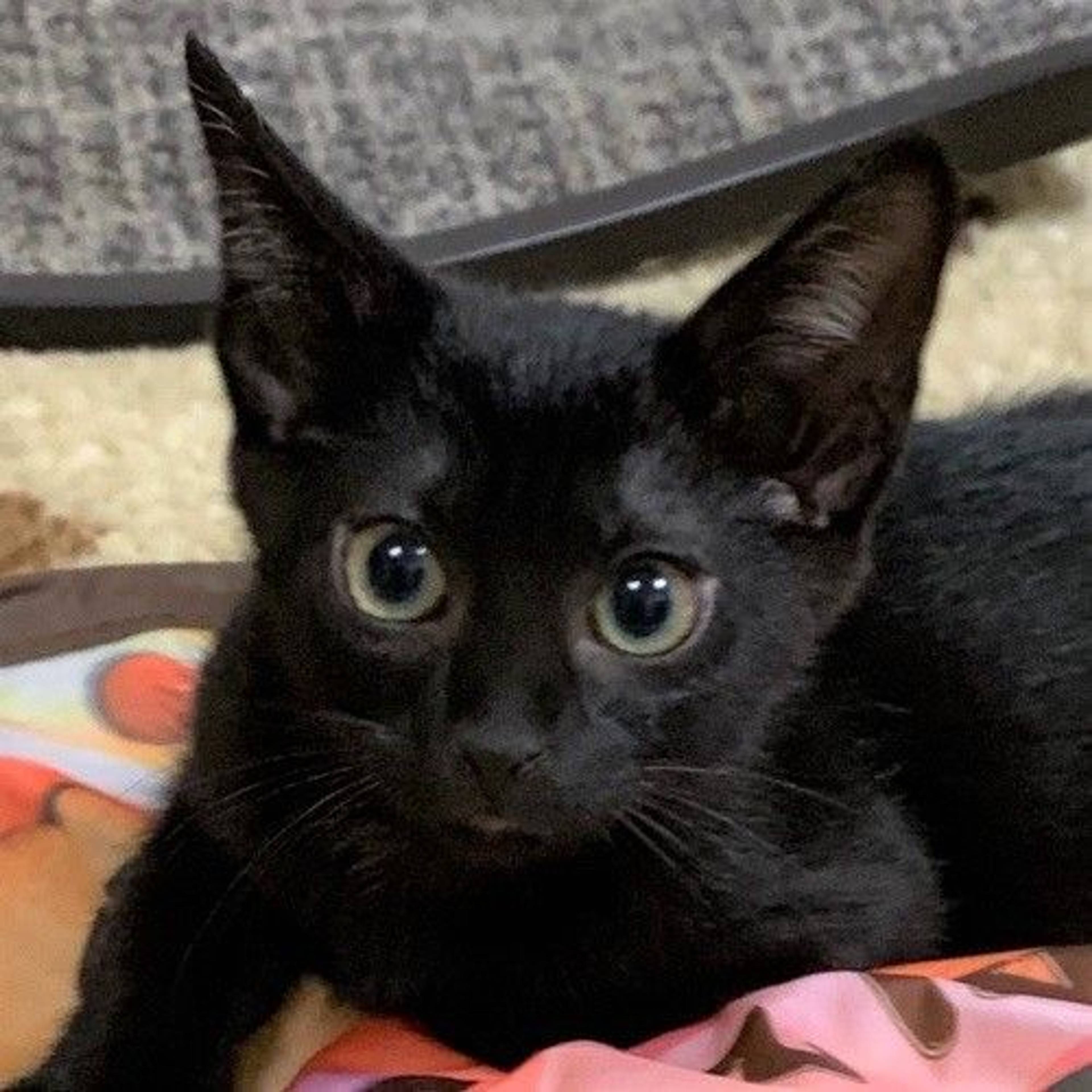 雑種（ミックス猫）・メスの里親募集の写真